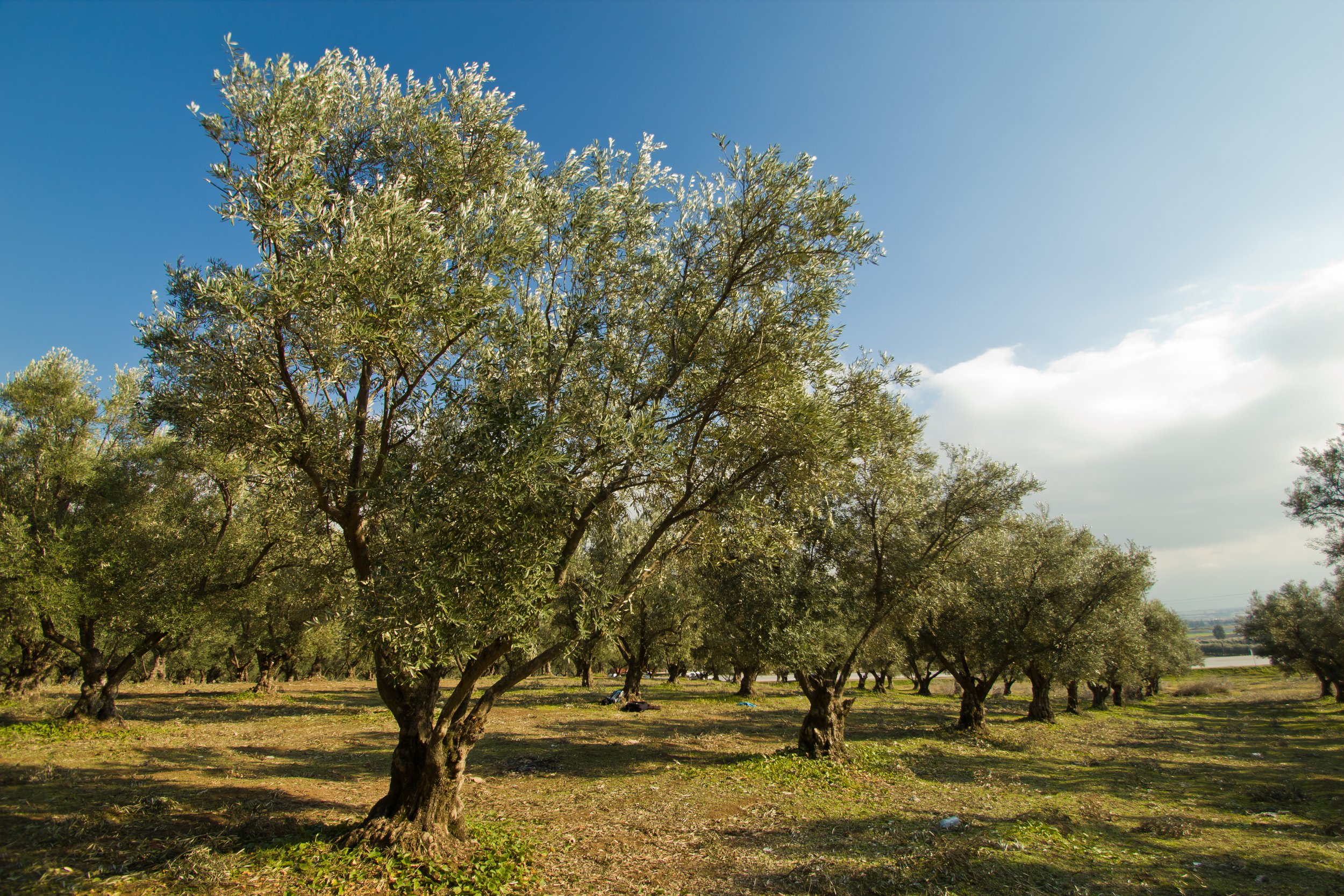 Olive Tree Spacing — The Olive Oil Source