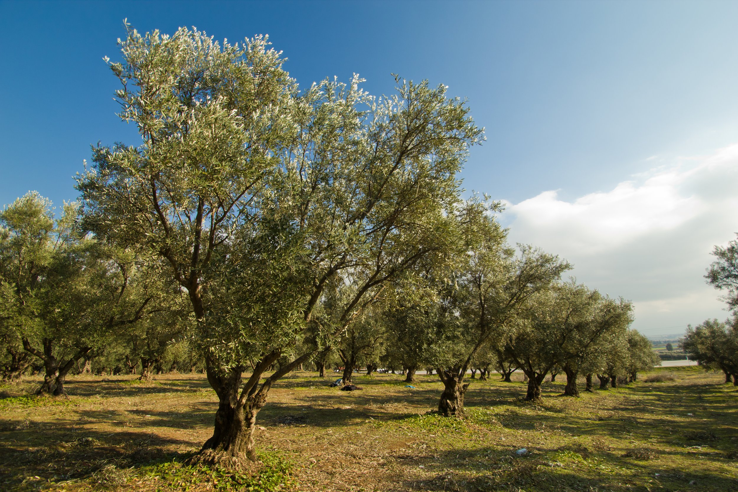 Olive Trees ()