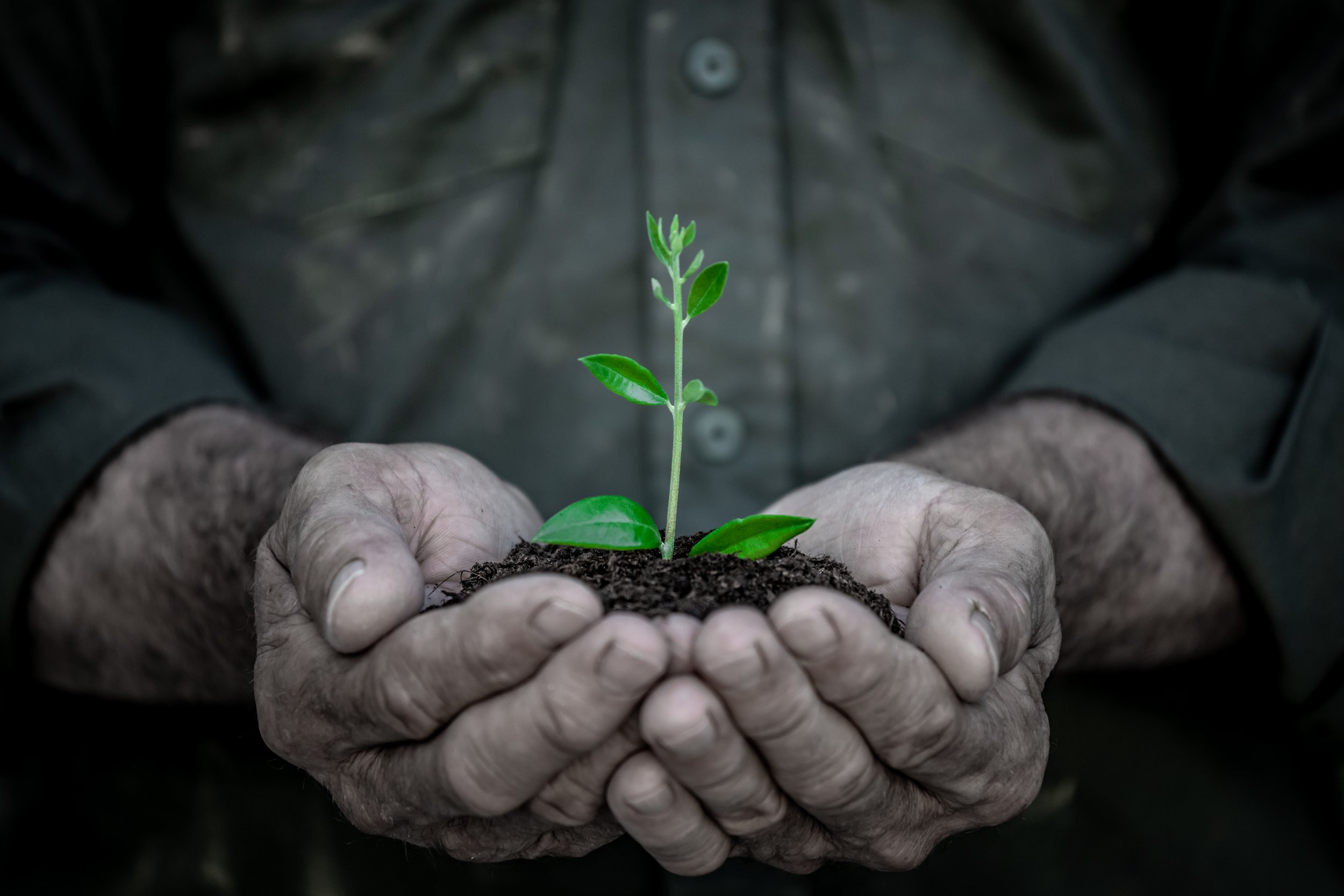 Digging into the past of olive trees.