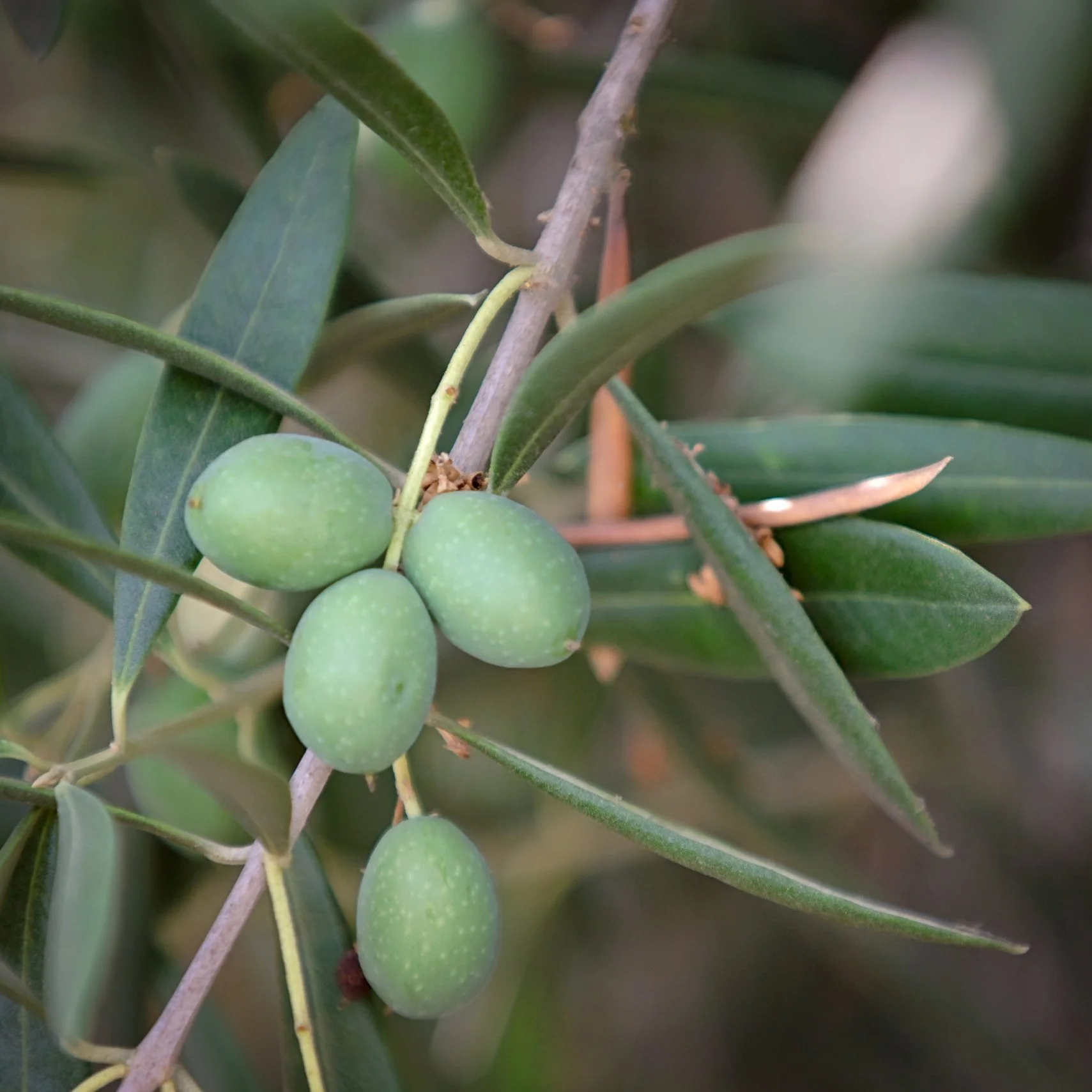 Olive Fly Control — The Olive Oil Source
