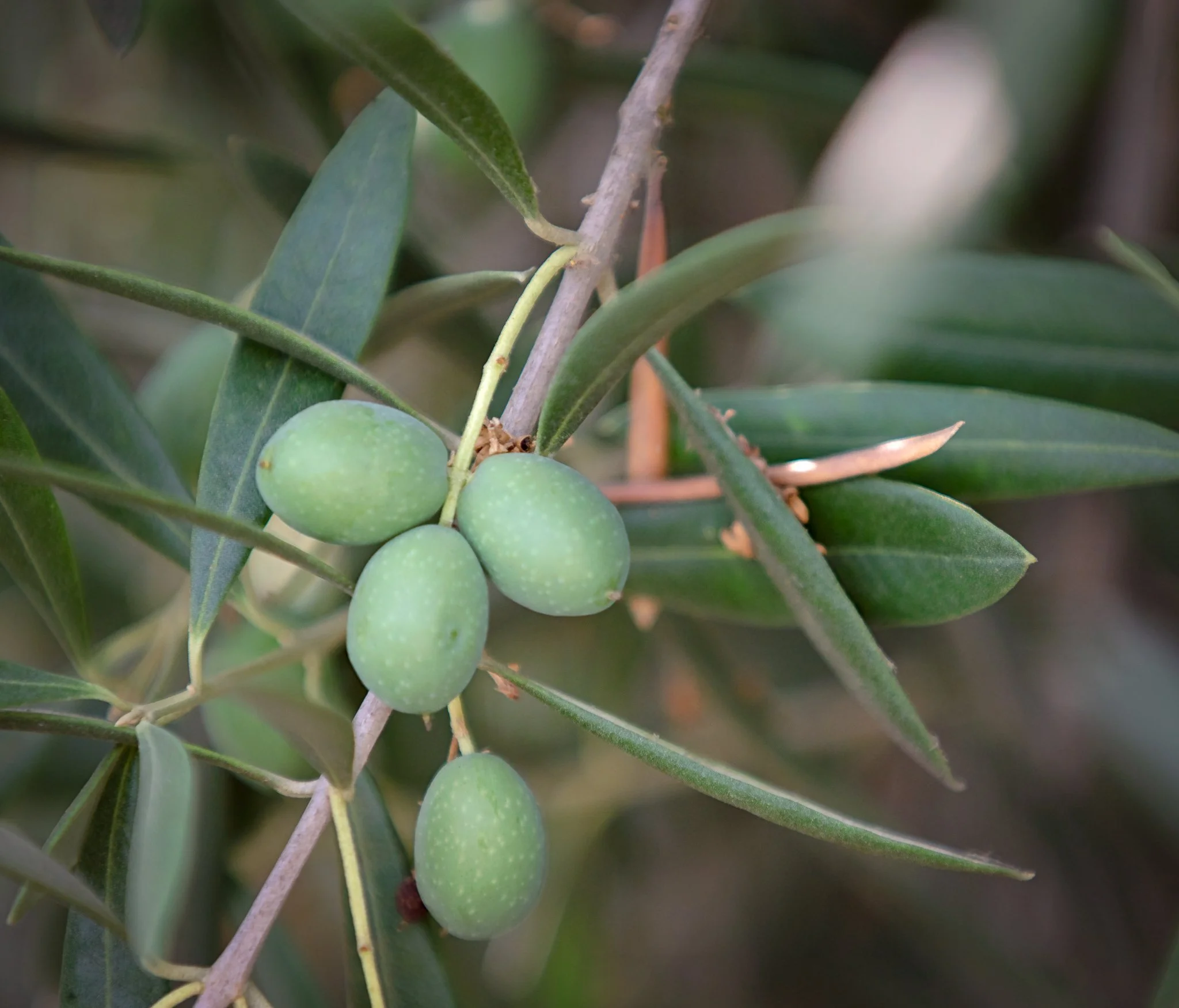 Identifying Olive Fly Damage — The Olive Oil Source