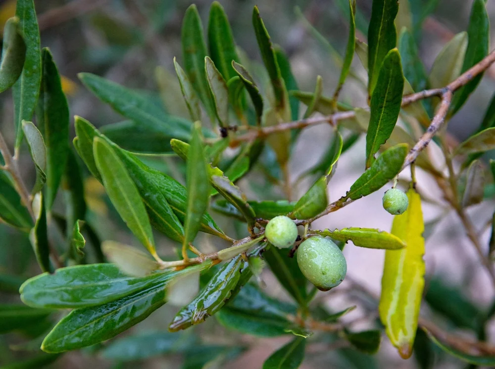 Other Insect Pest Control — The Olive Oil Source