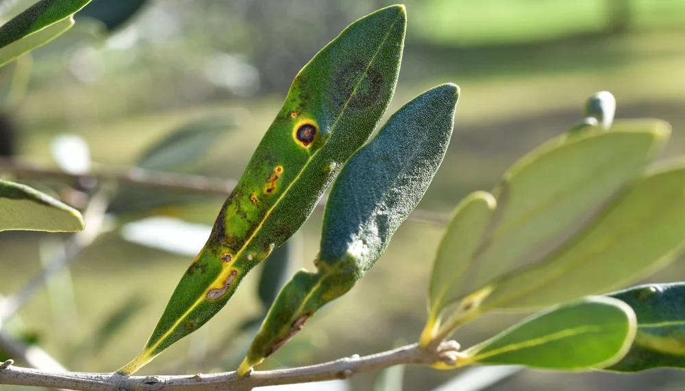 Olive Orchard Disease Control — The Olive Oil Source