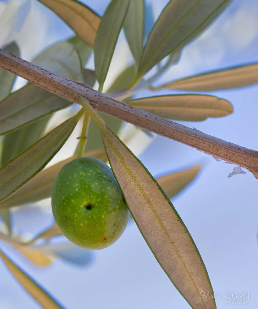 Identifying Olive Fly Damage — The Olive Oil Source