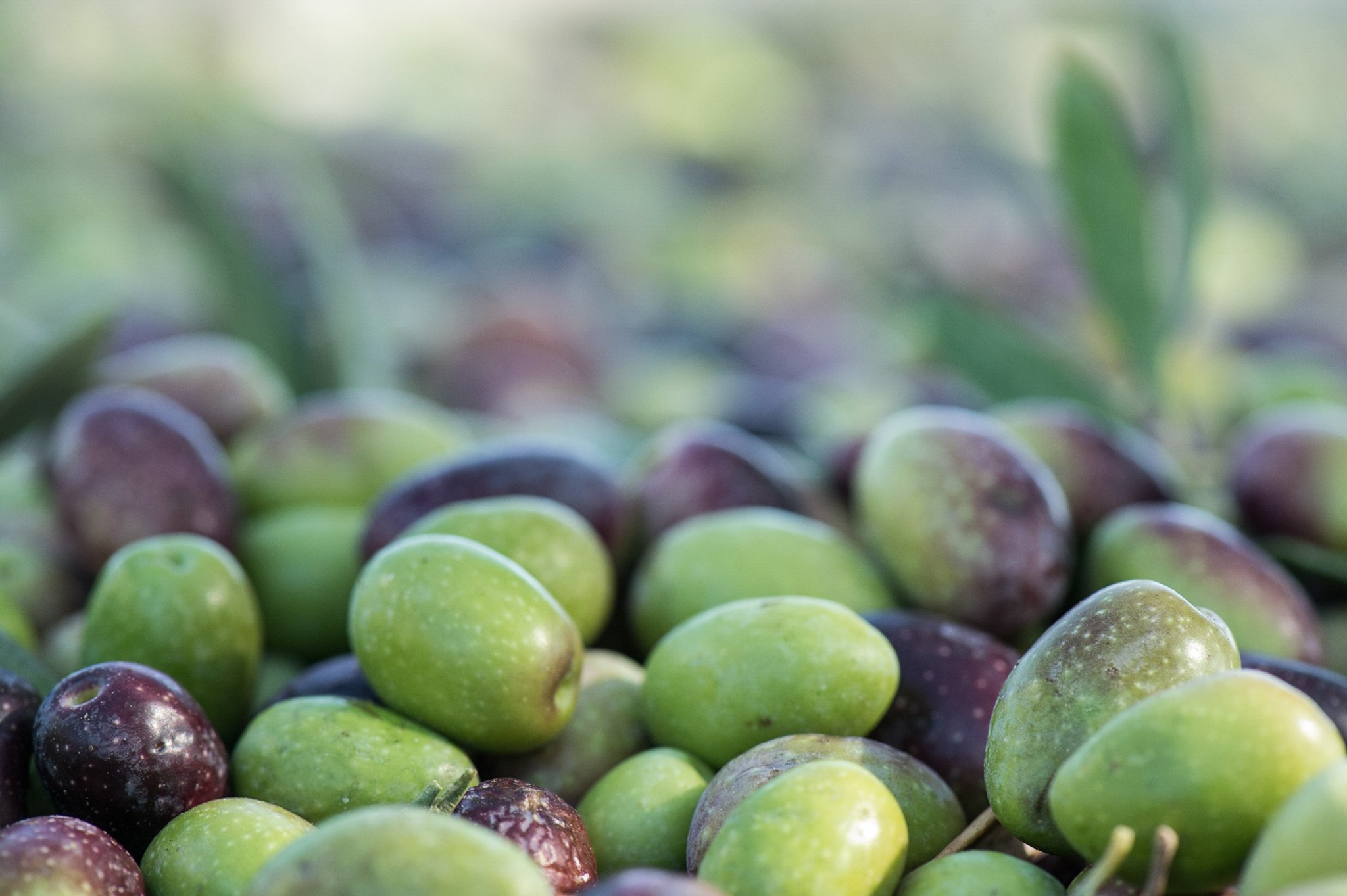 Are olives dyed to make them black? — The Olive Oil Source