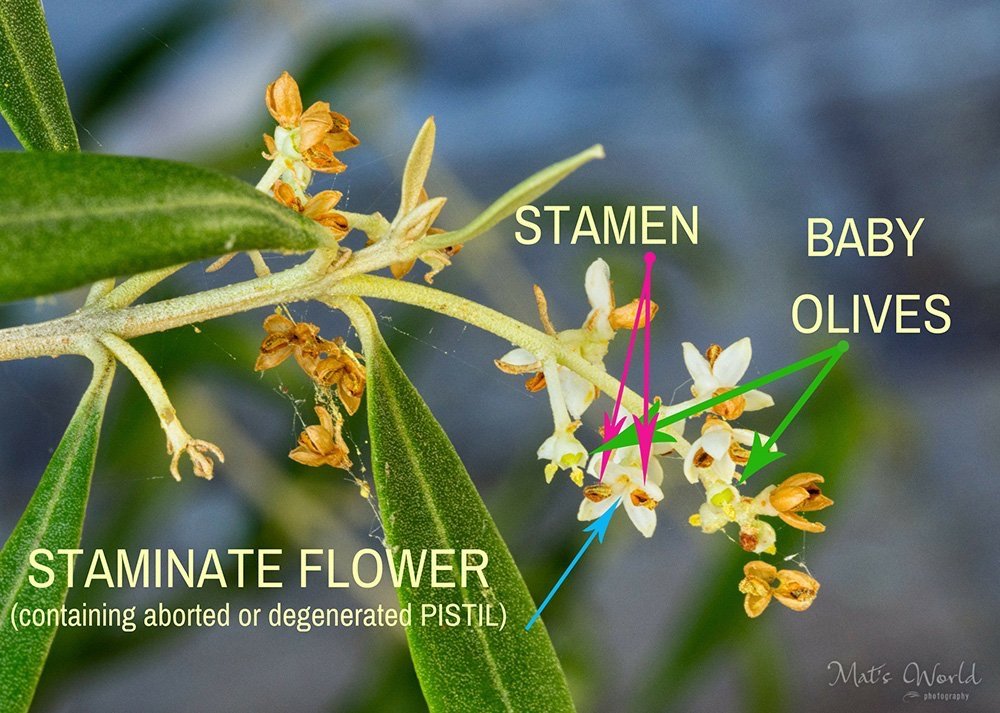 Olive Inflorescence and Pollination – EXAU Olive Oil