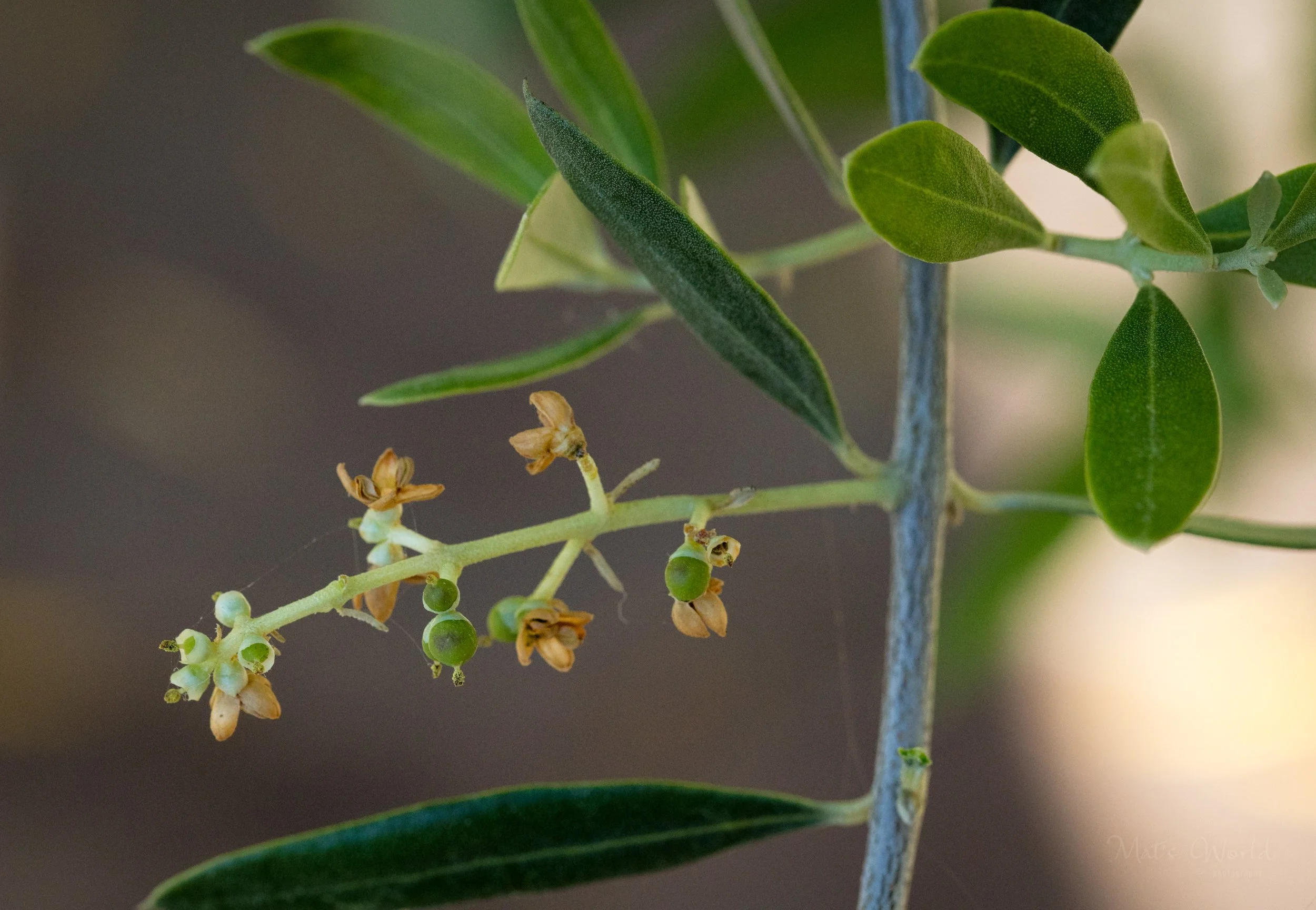 Olive Flowering, Pollination, and Fruit Set Factors — The Olive Oil Source