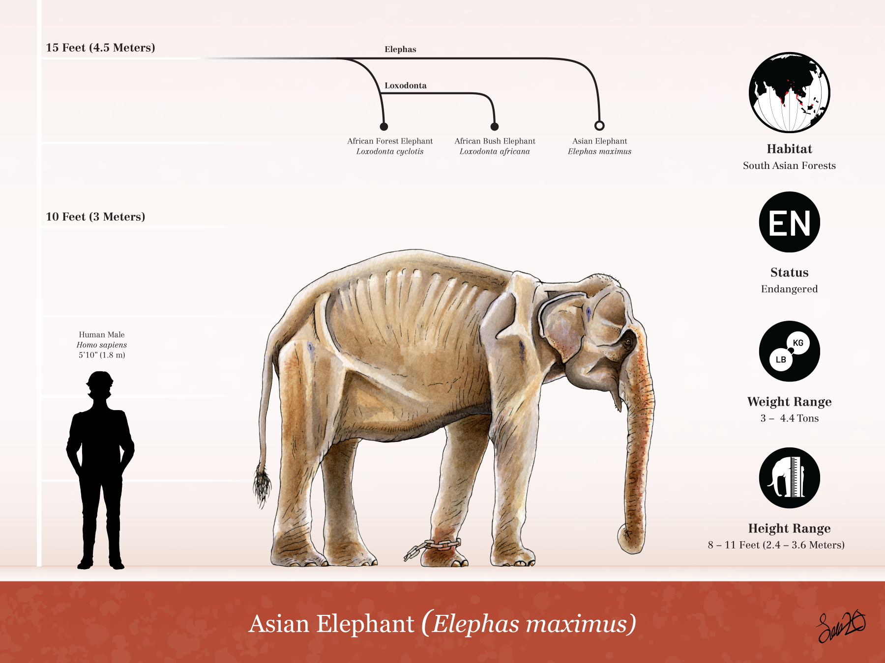 The Asian elephant: the most exploited of the three remaining elephants.