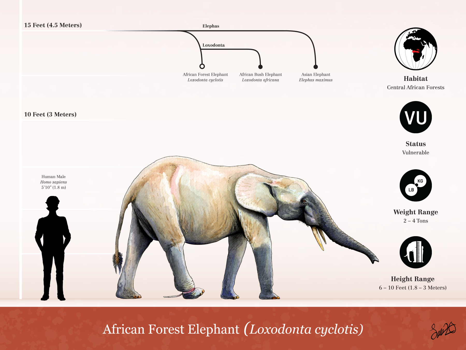 The African forest elephant: the least studied of the three remaining elephants.