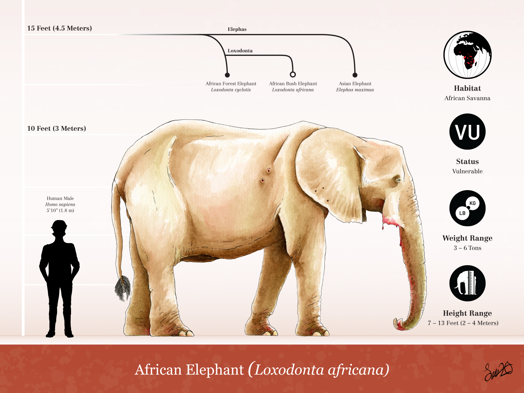 The African bush elephant: the most numerous of the three remaining elephants.