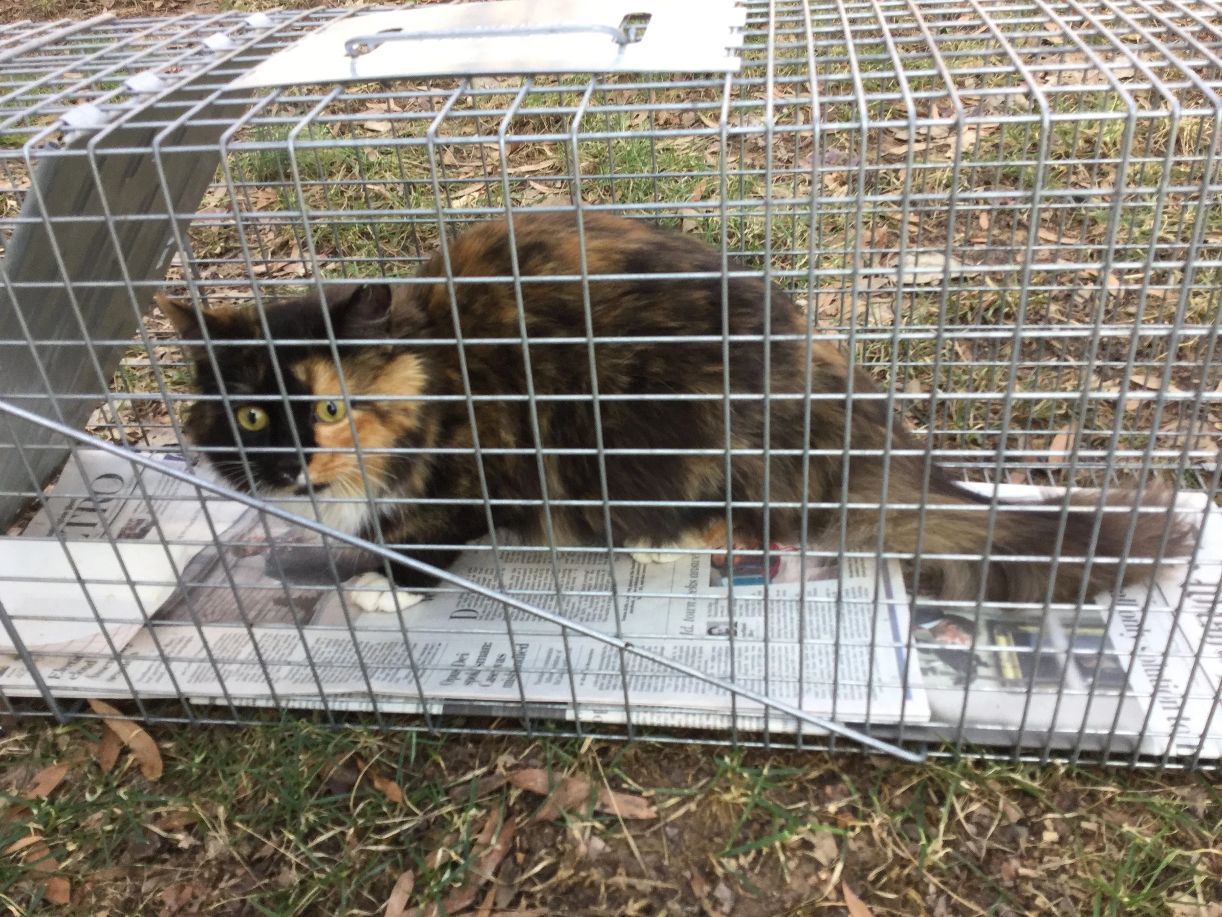 History — Beltsville Community Cats