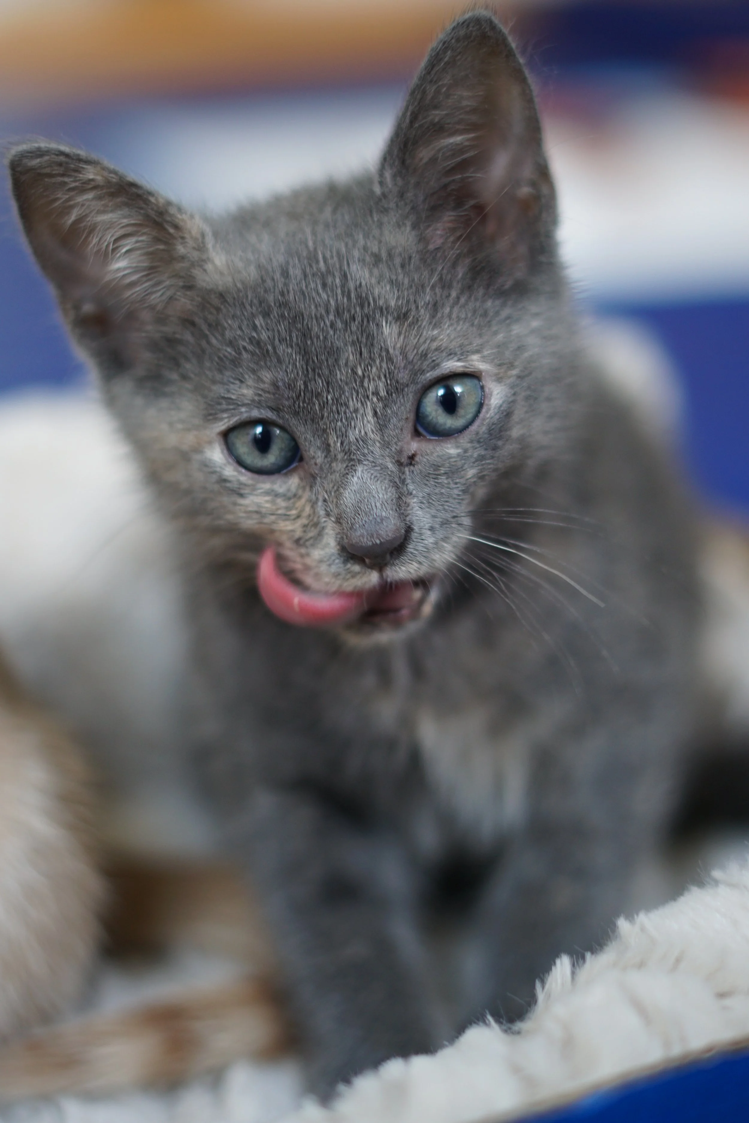 Contact — Beltsville Community Cats