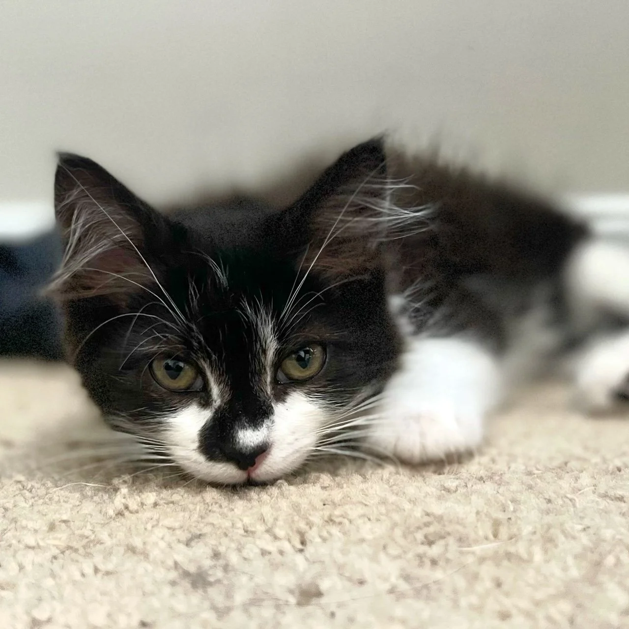 Volunteer — Beltsville Community Cats