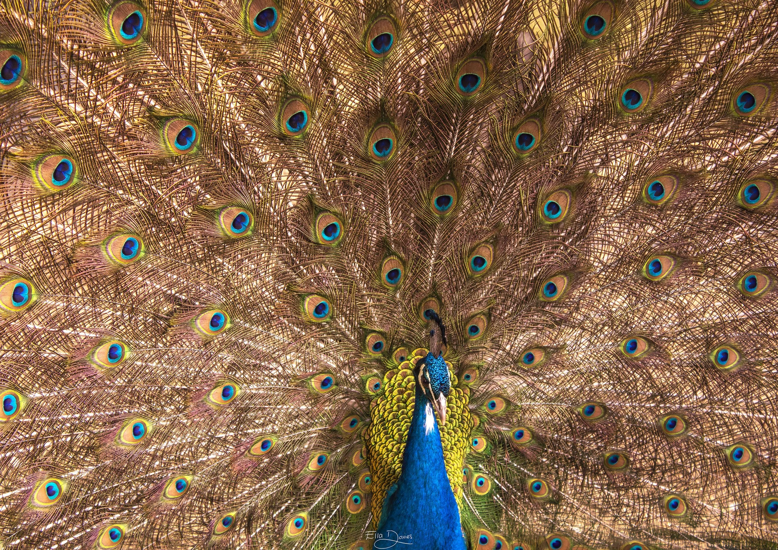 A Bird with 100 Eyes