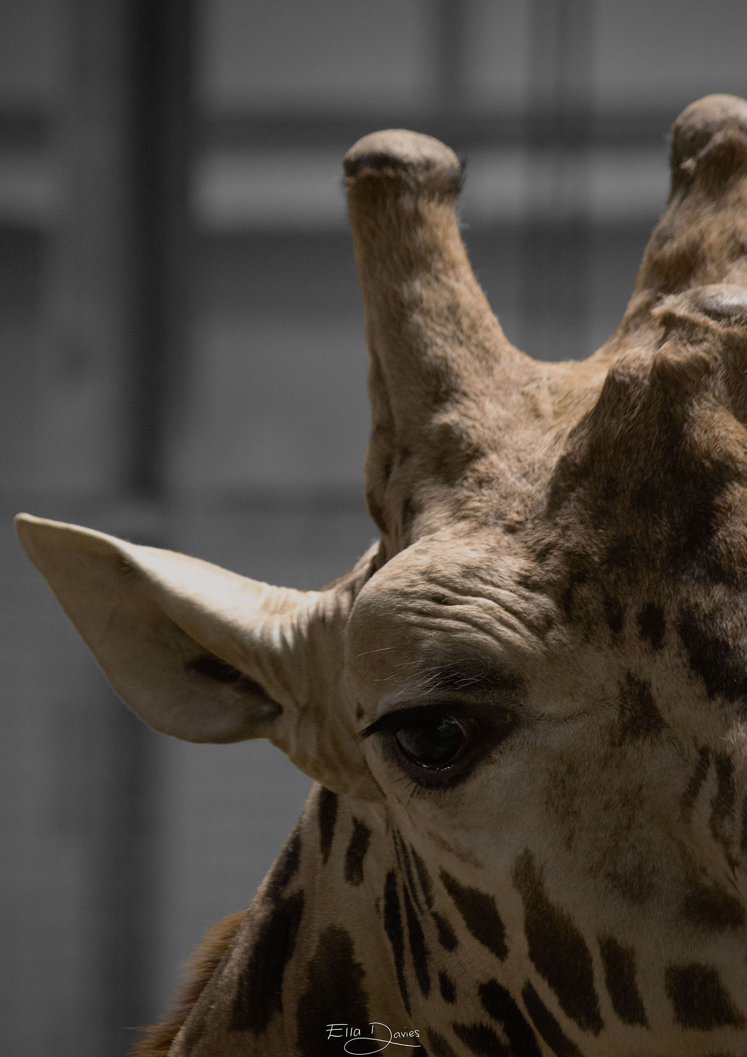 Eye of the Savannah A4.jpg