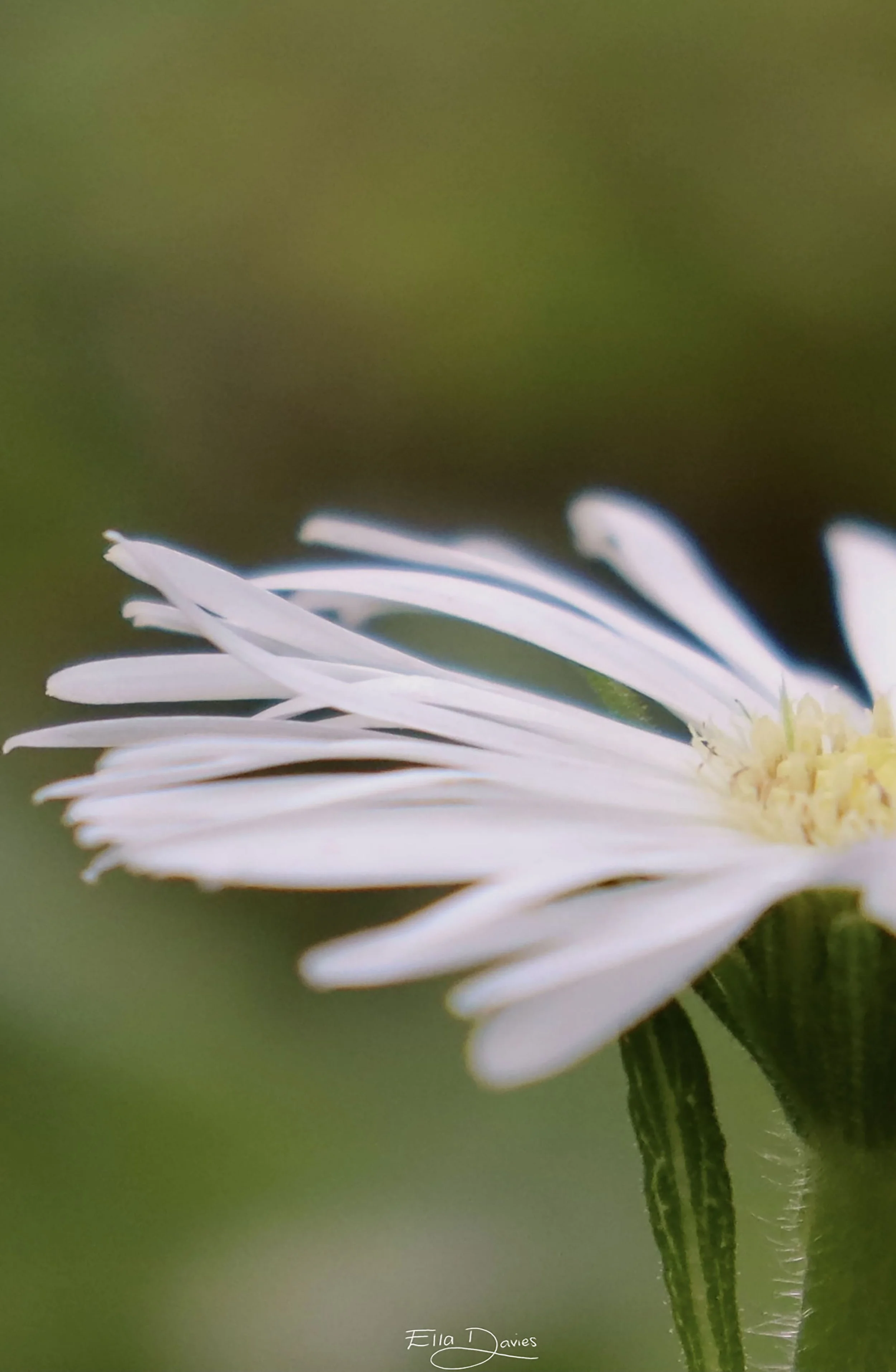 A straight angle of stringy, white petals float out of a pale yellow centre. As the varying shades of green in the background highlight the flower in the foreground.