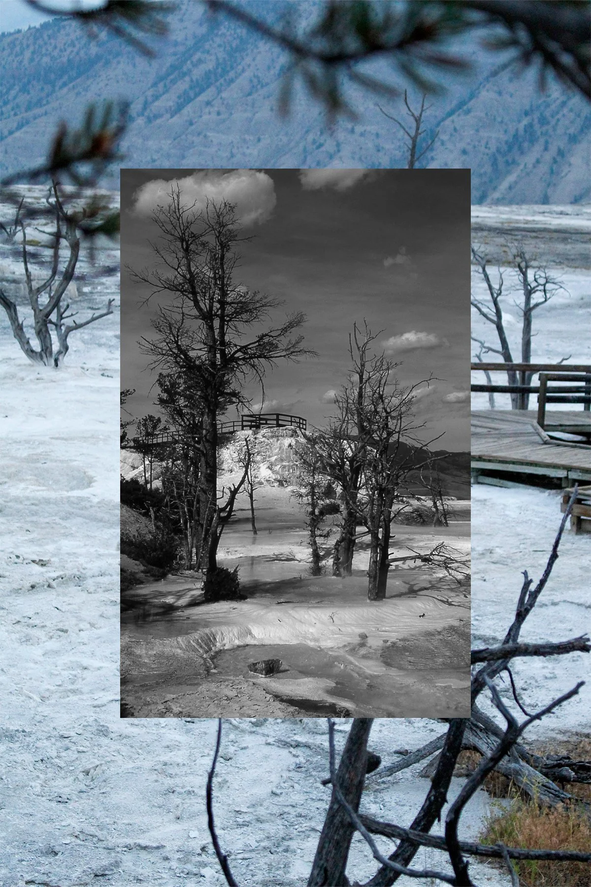 mammoth hot springs postcard 3.jpg