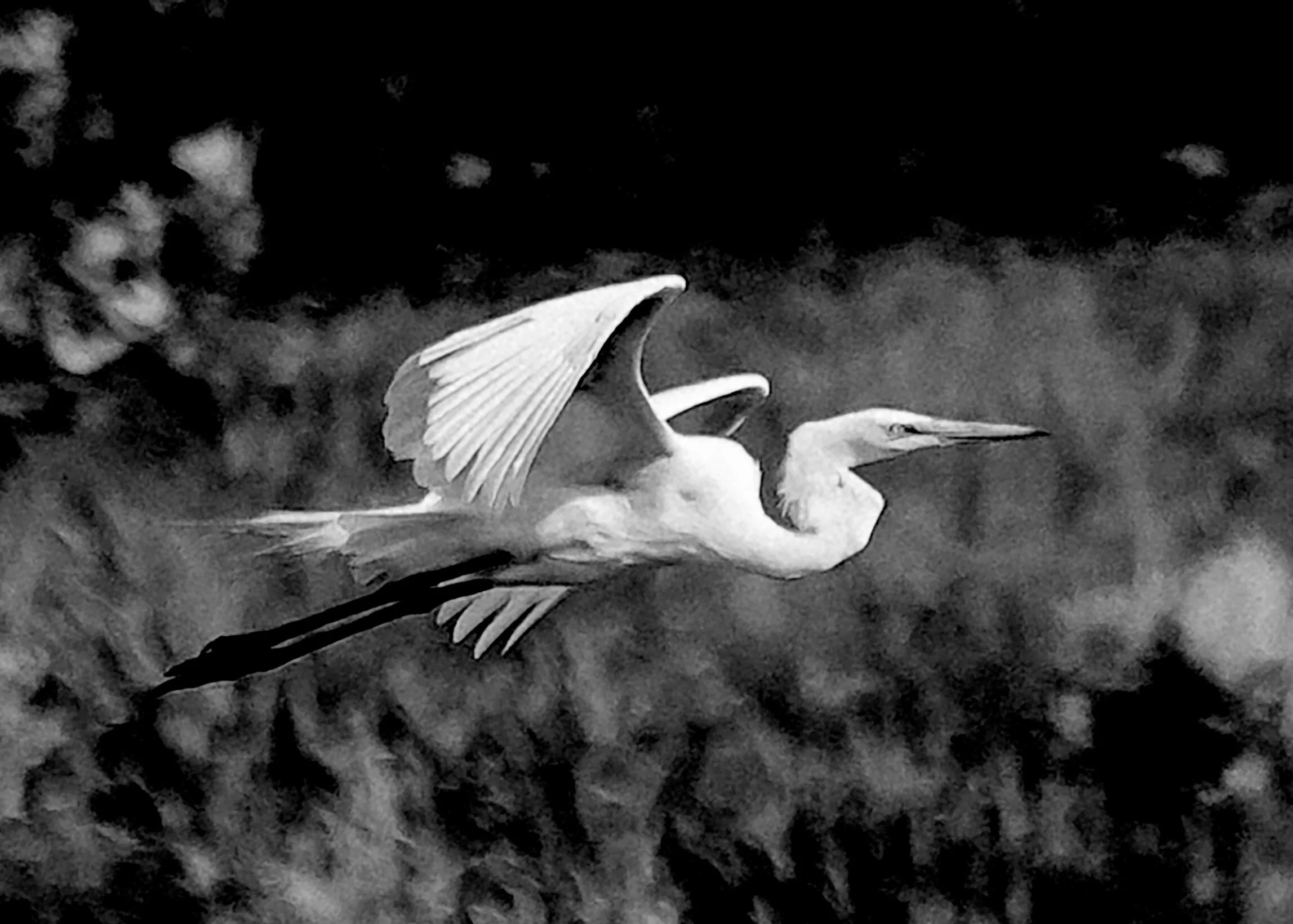 Egret