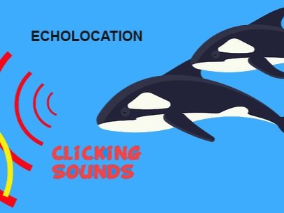 echolocation2.jpg