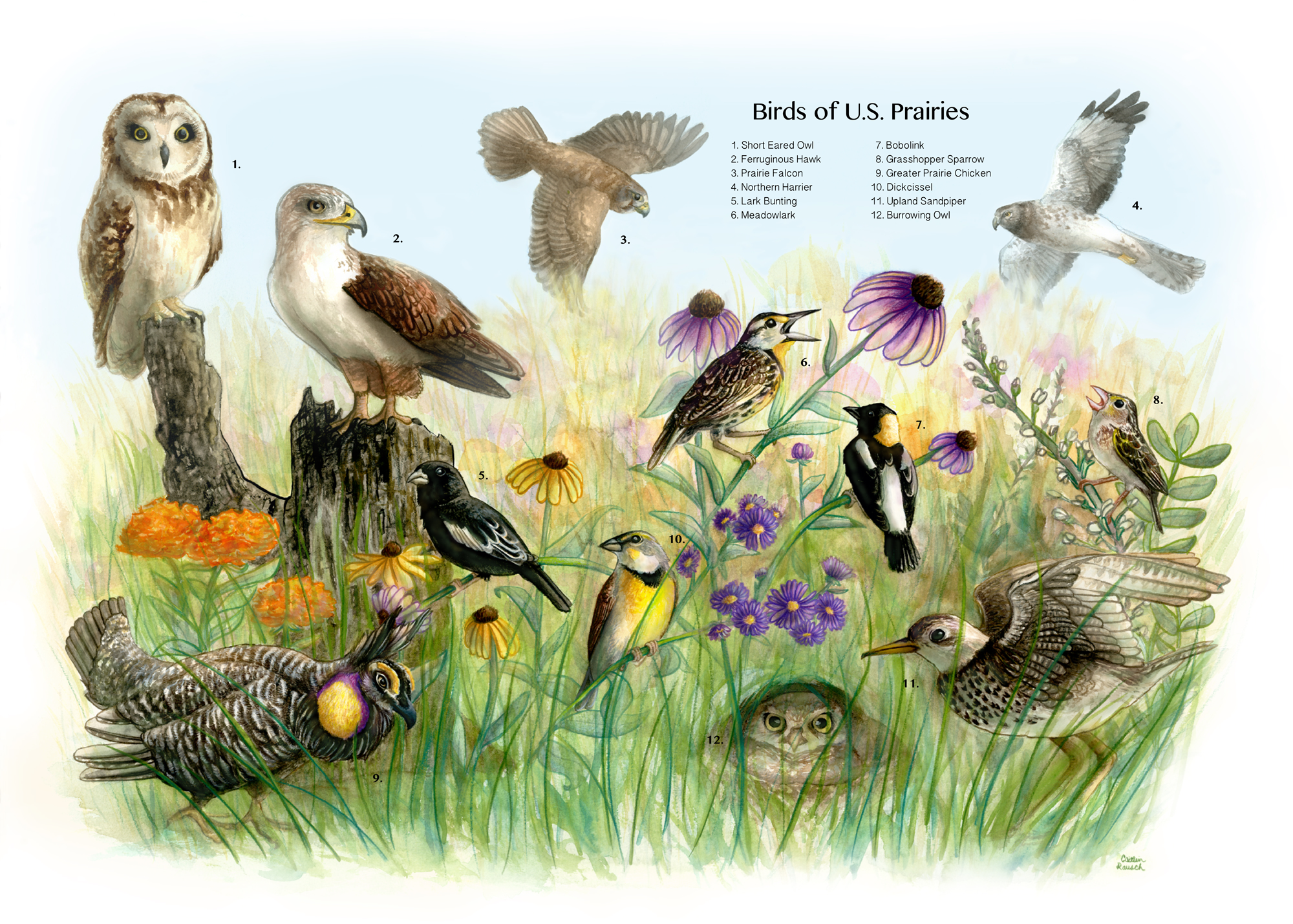 prarie-birds-web-numbered.png