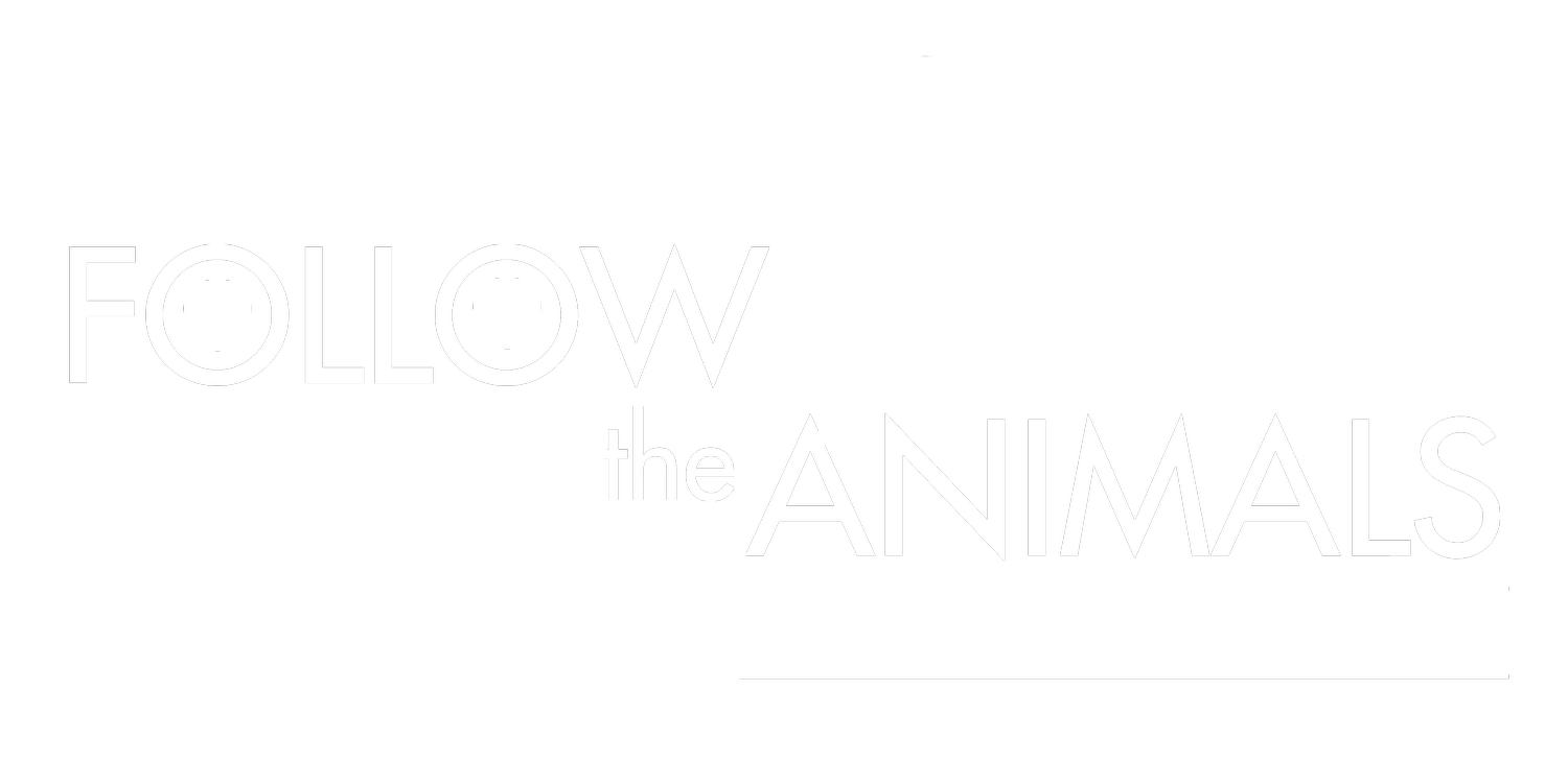 Follow The Animals Pet Photography