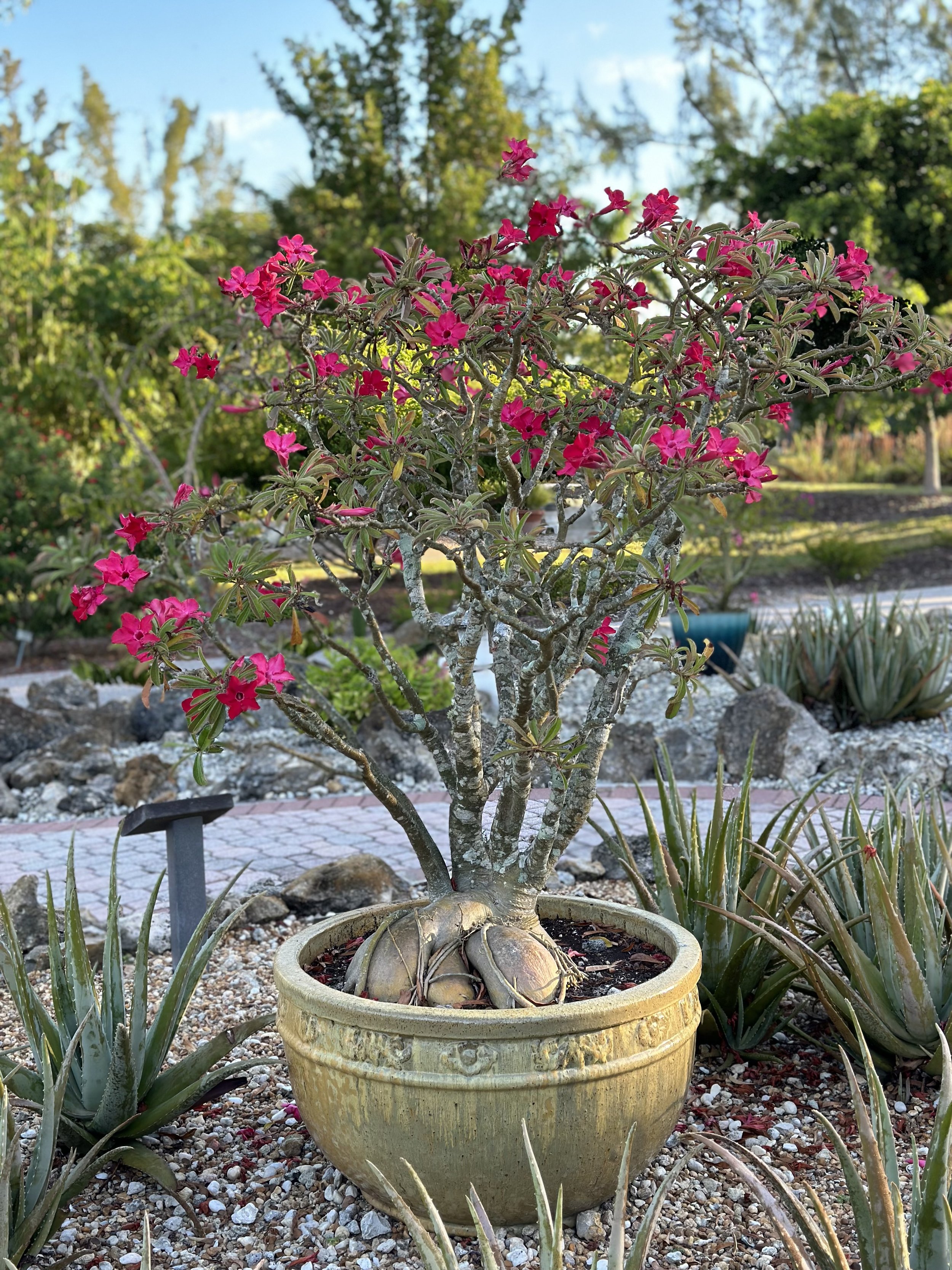 Potted with Grace