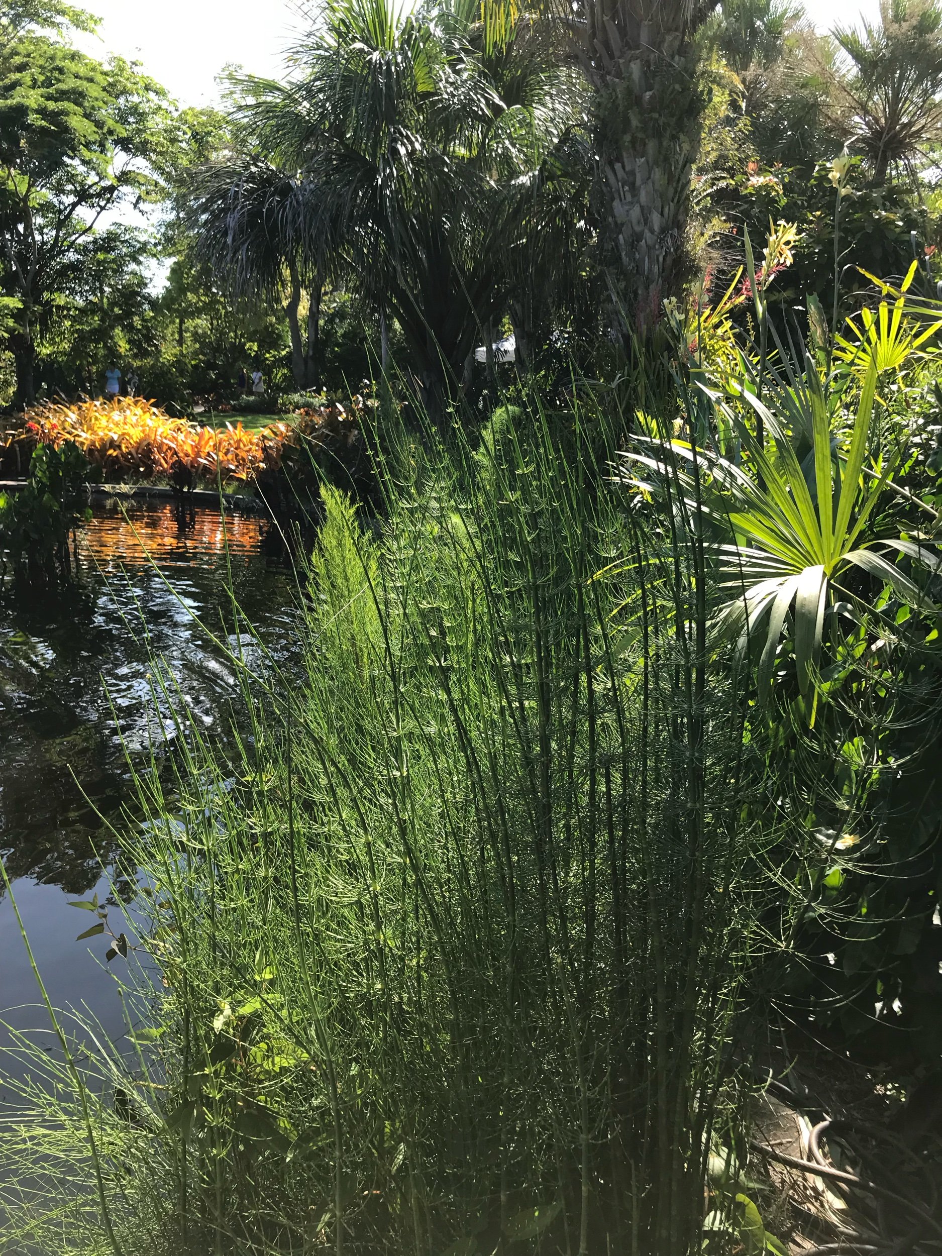 The sun touching the water and shining upon the greenery!