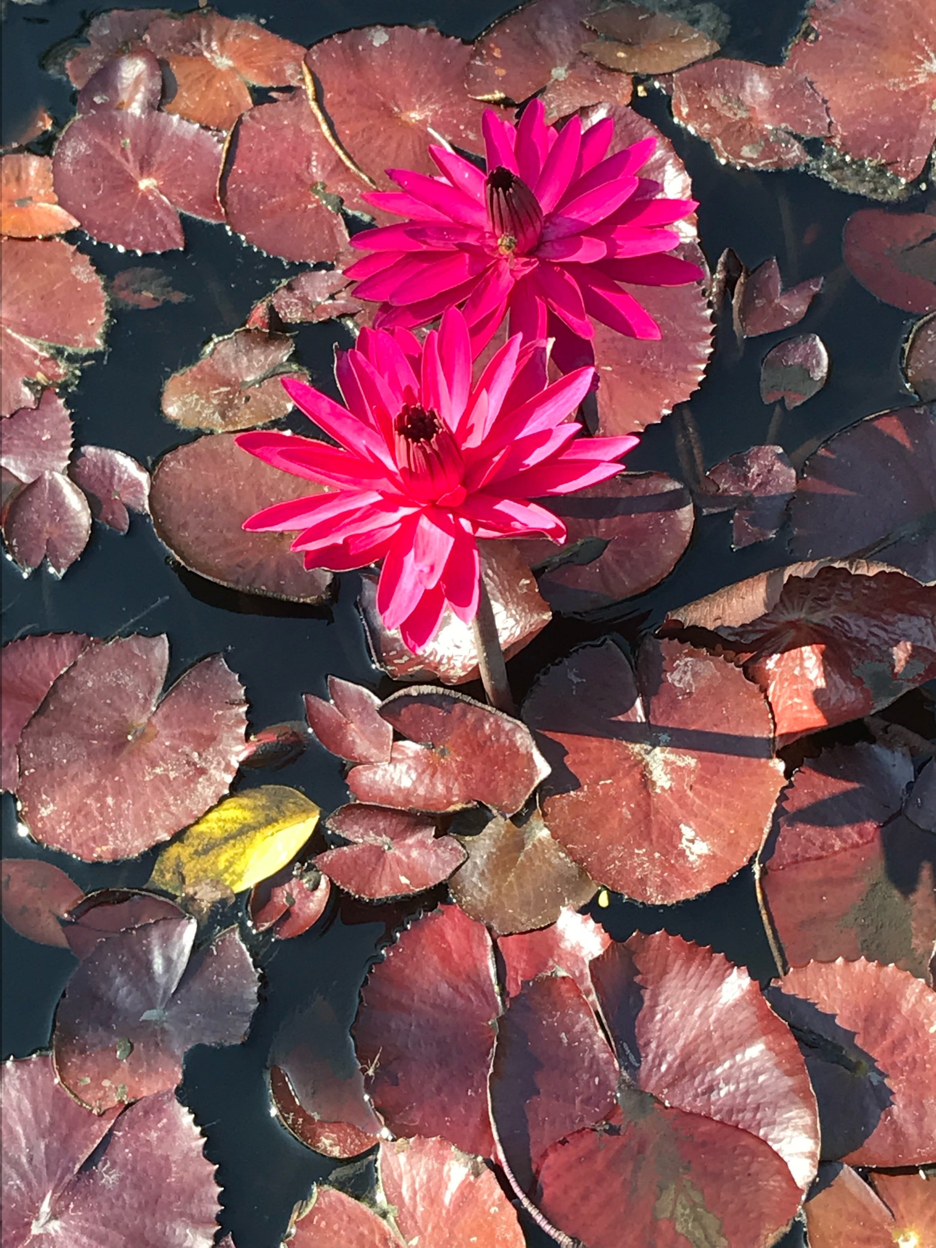The bee works diligently to get a taste of pollen!