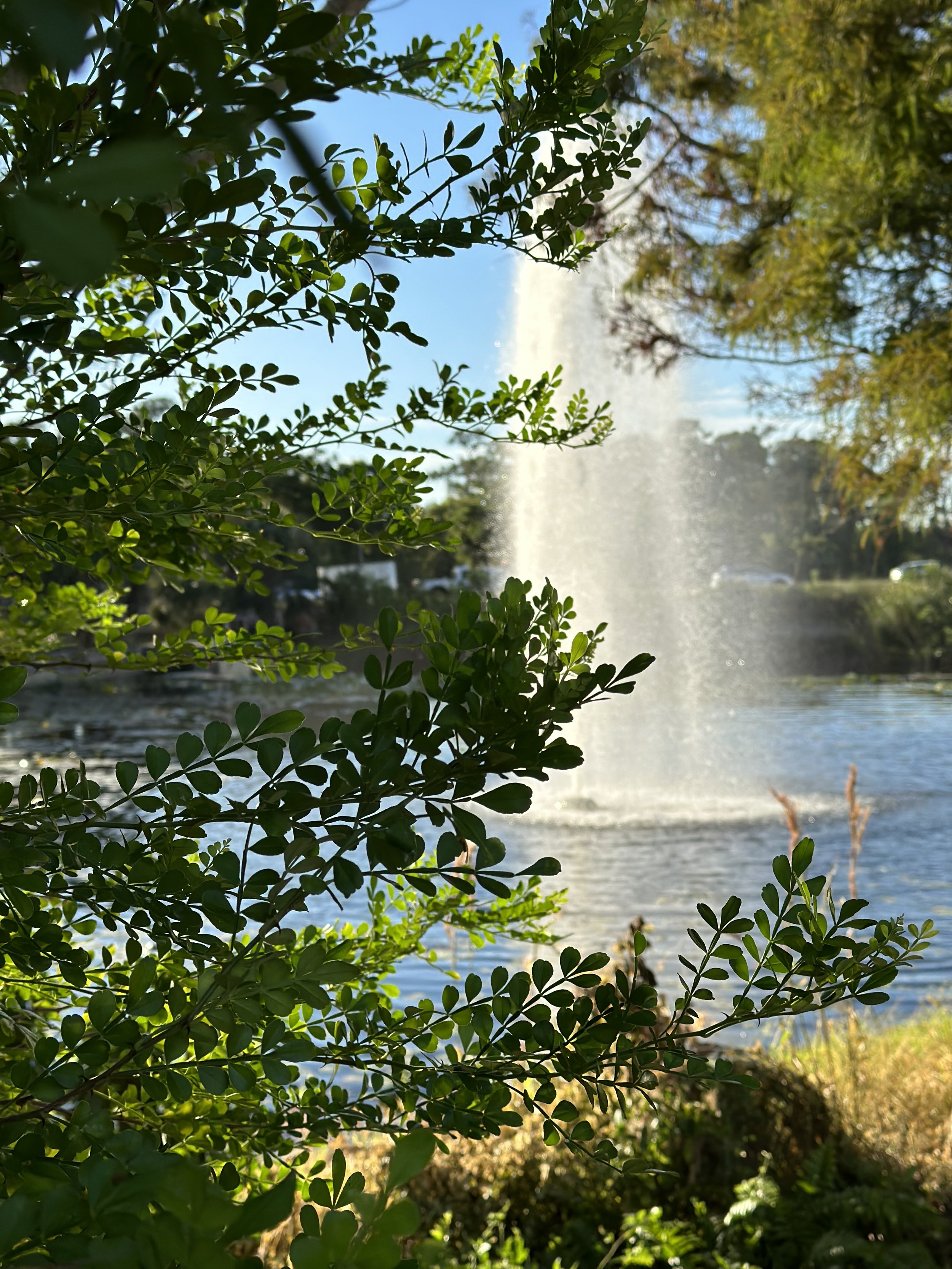 Waterfall beyond the trees