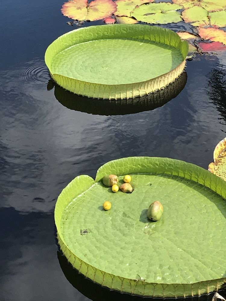 Theses Lilly pads were Hugh.