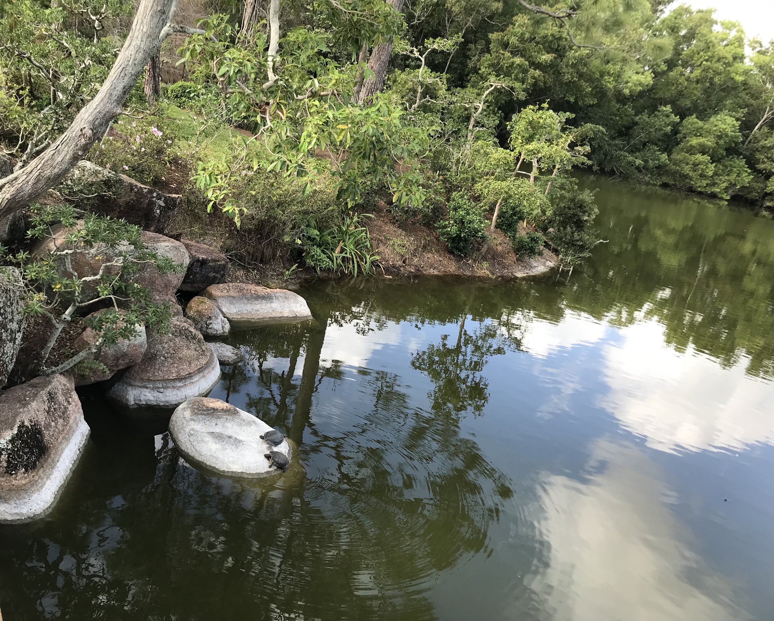 The turtles were resting upon the rocks!