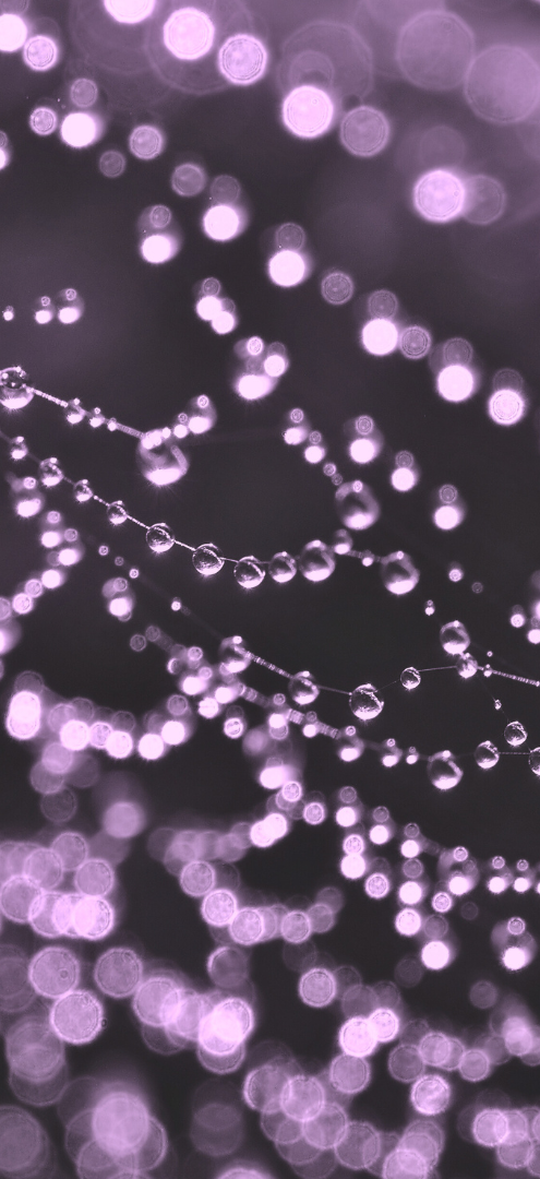 Close-up of dewdrops on spider webs with a purple bokeh background.