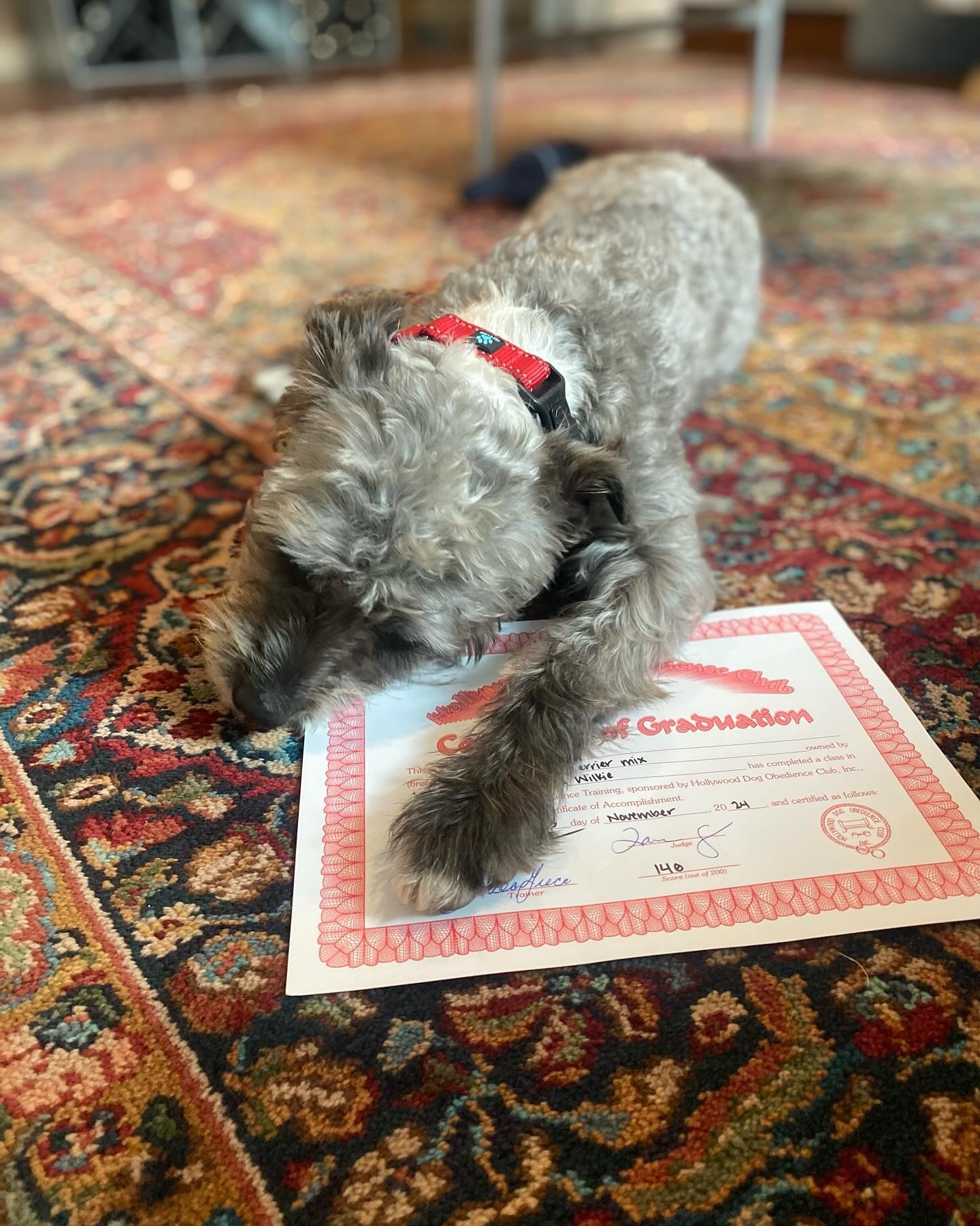The fact that Orla came home from obedience school and immediately started eating her certificate of completion perfectly demonstrates where we are with this.