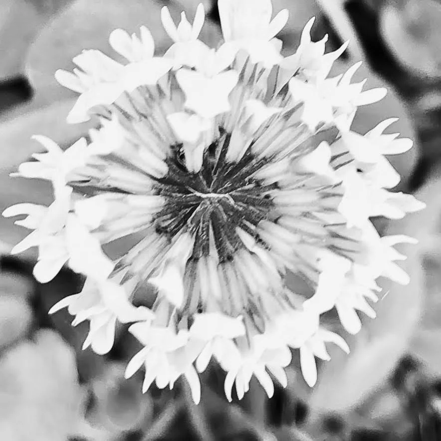 Macro picture of clover