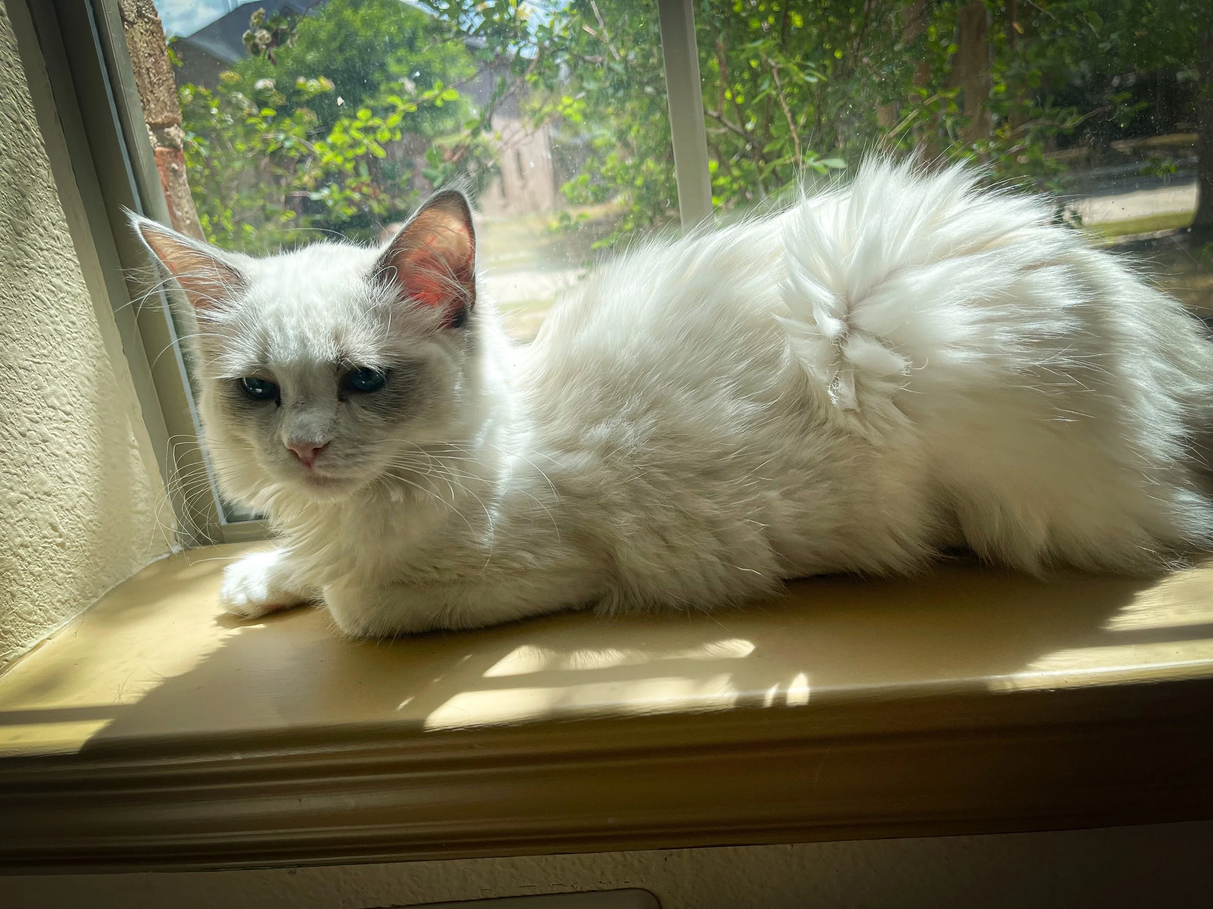 Olive lounging in the window