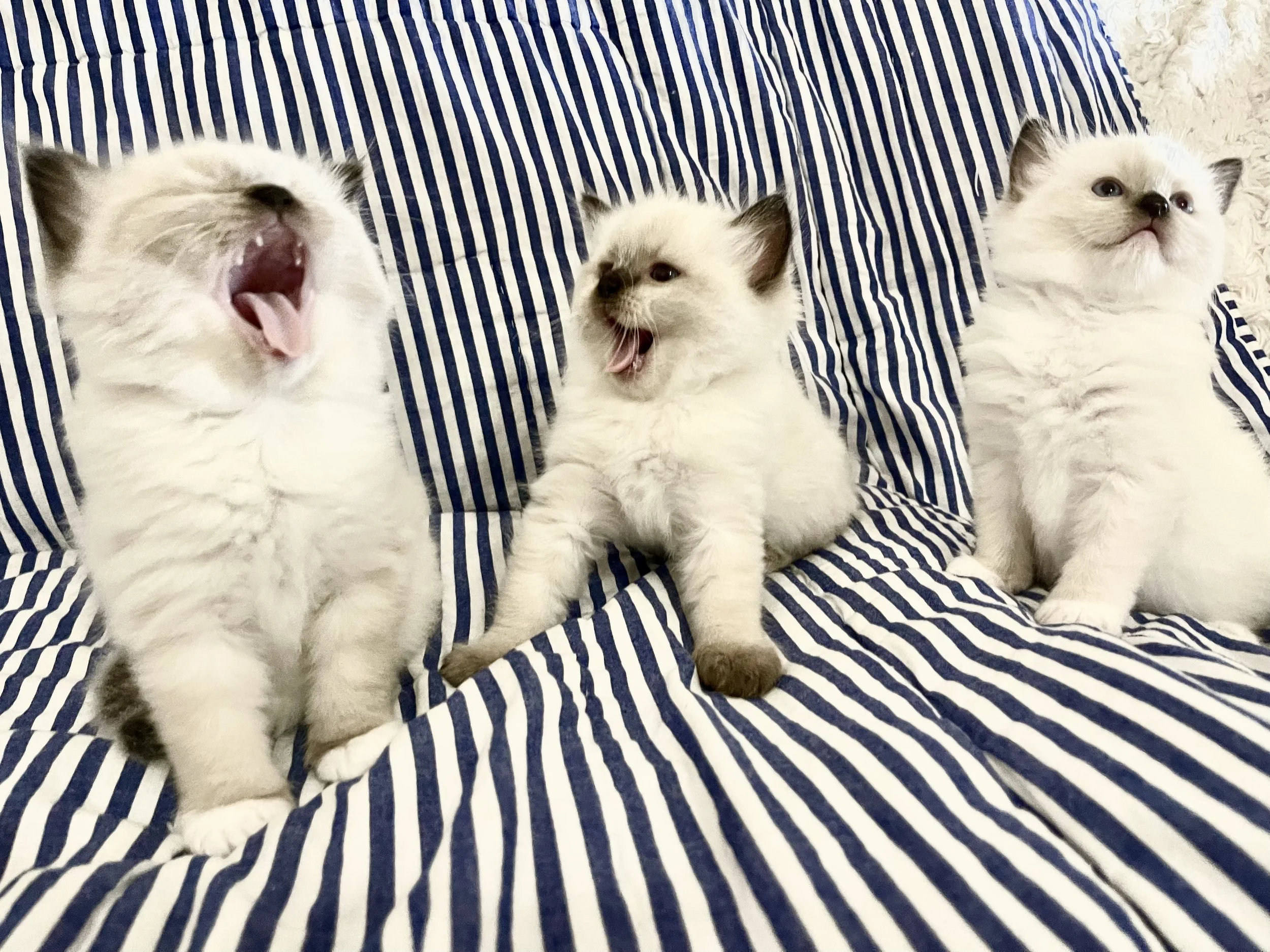 2023-07-15 11.33.42.jpg