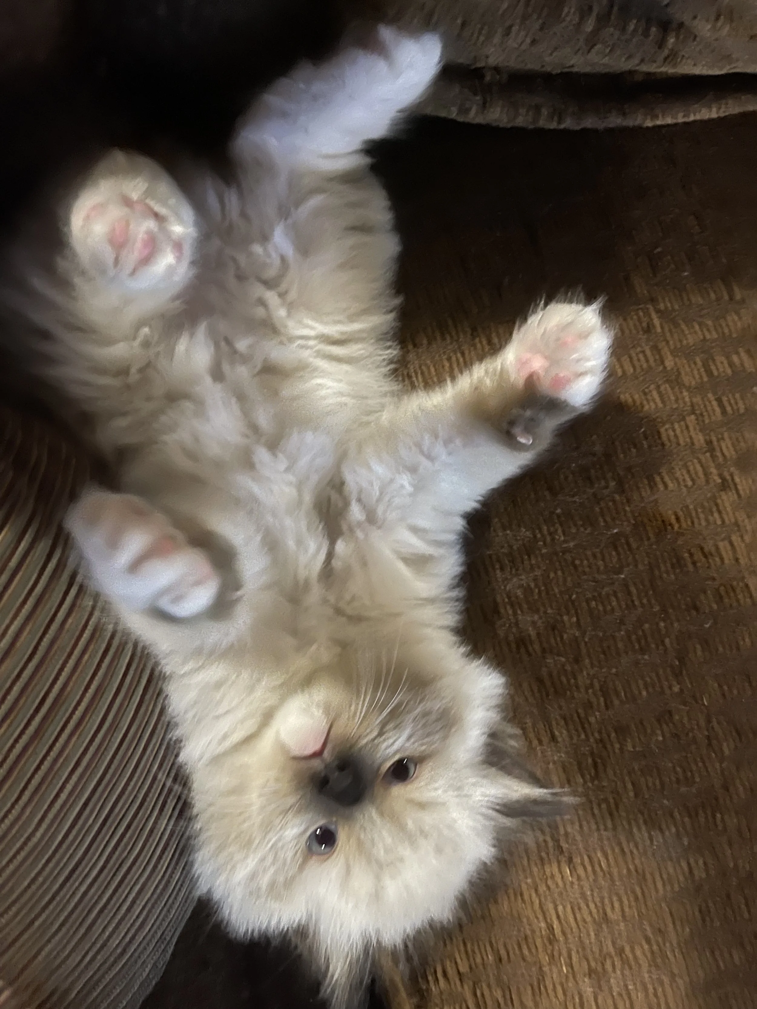 2023-12-03 12.49.36.jpg