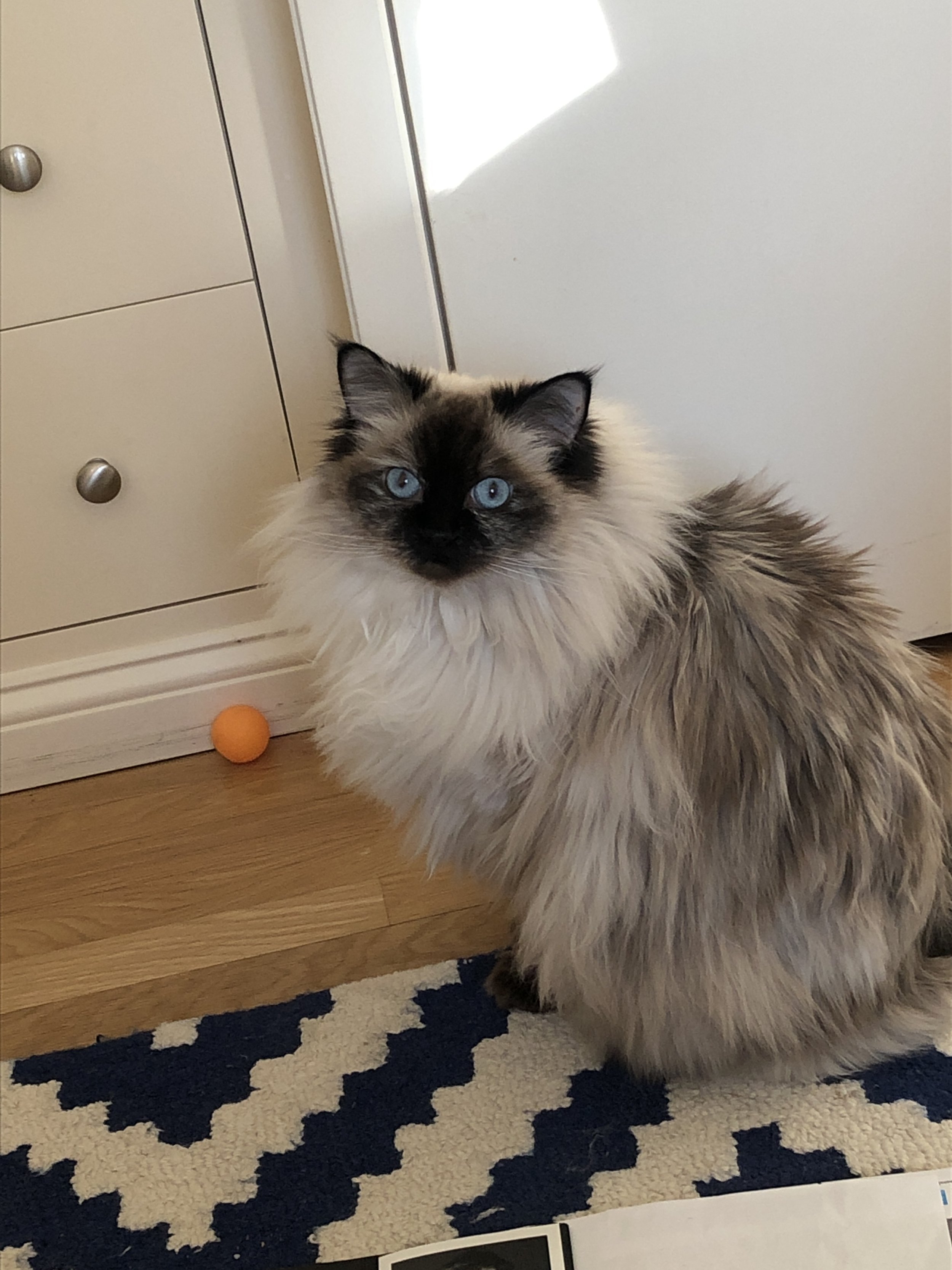 2021-01-12 13.56.29.jpg