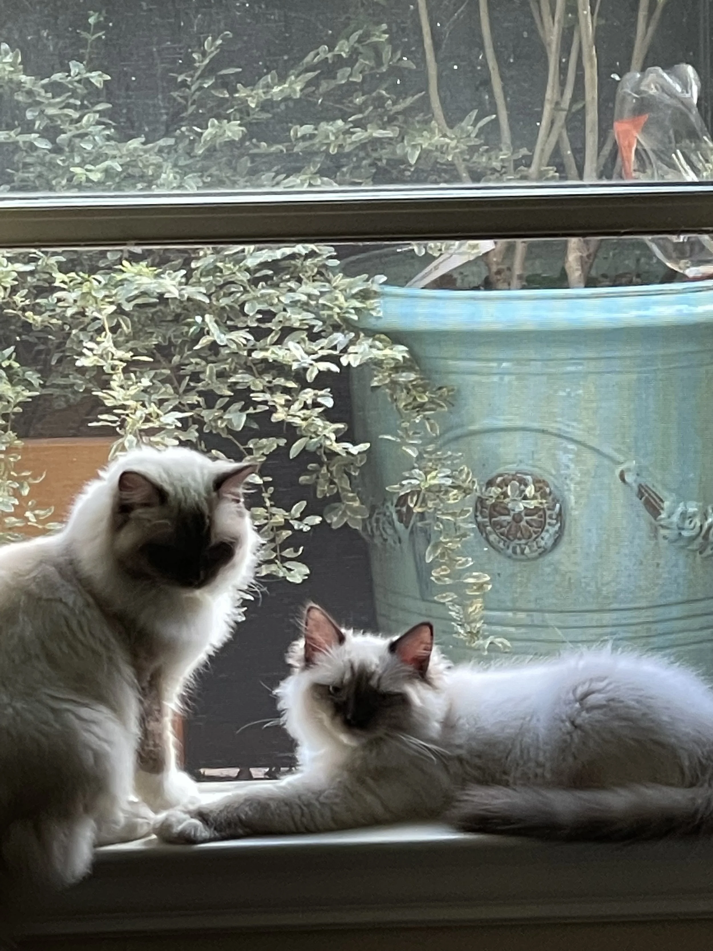 Lucy and Olive in the window