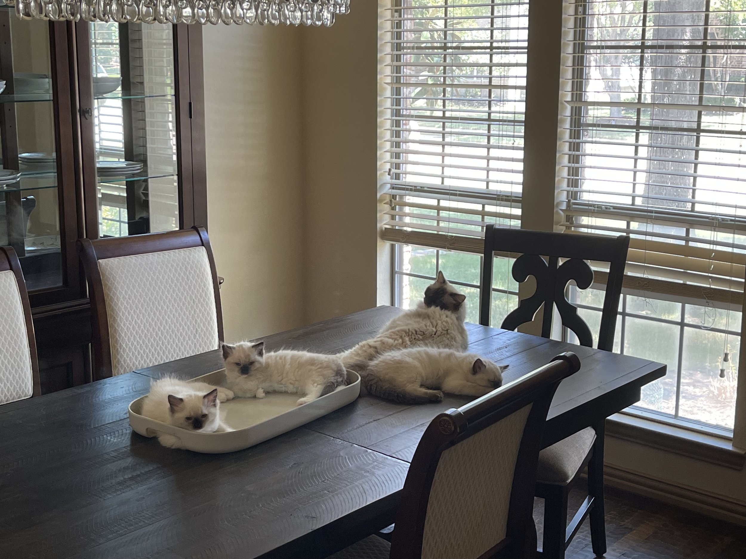 2023-08-06 13.25.43.jpg