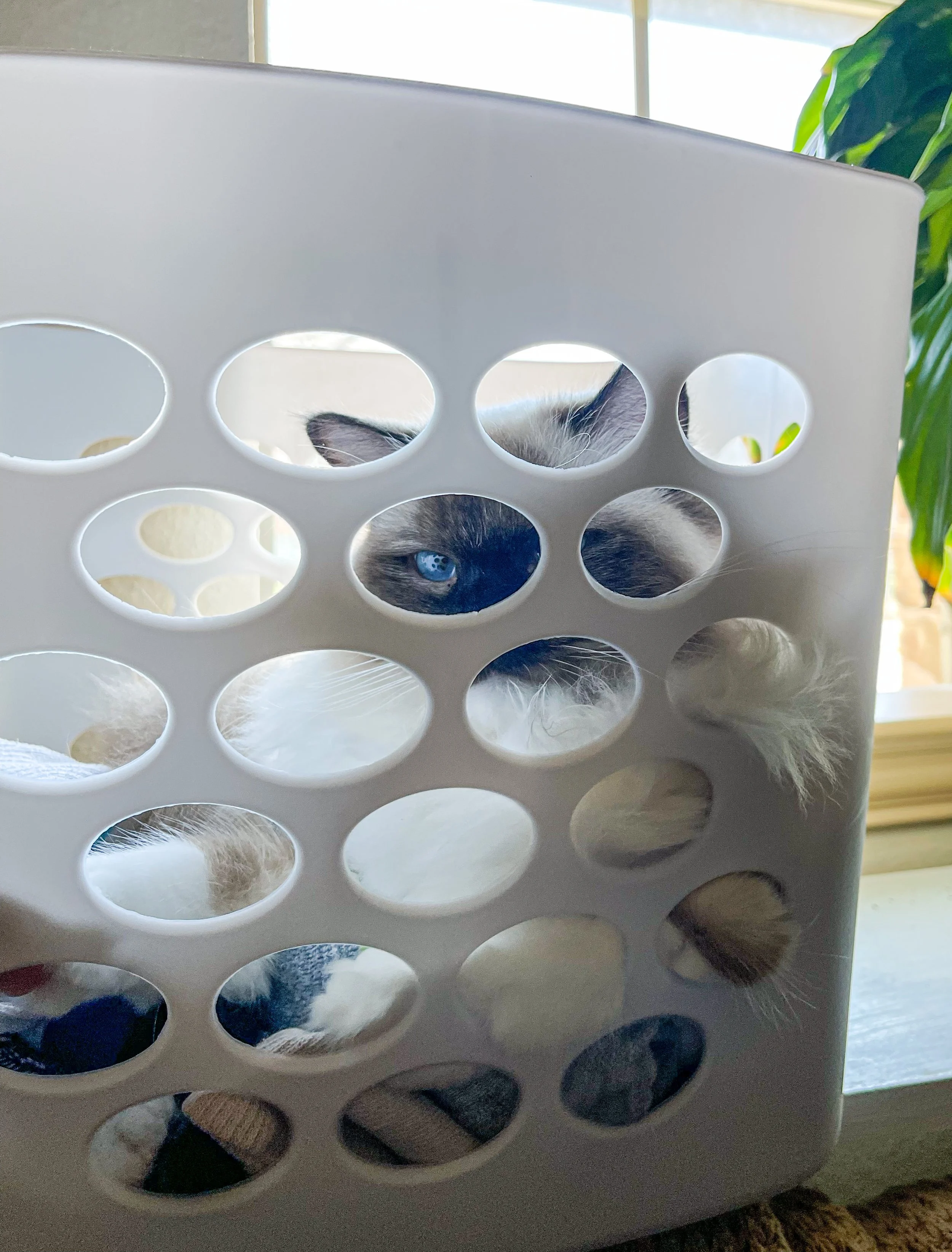 Lucy found a good hiding spot