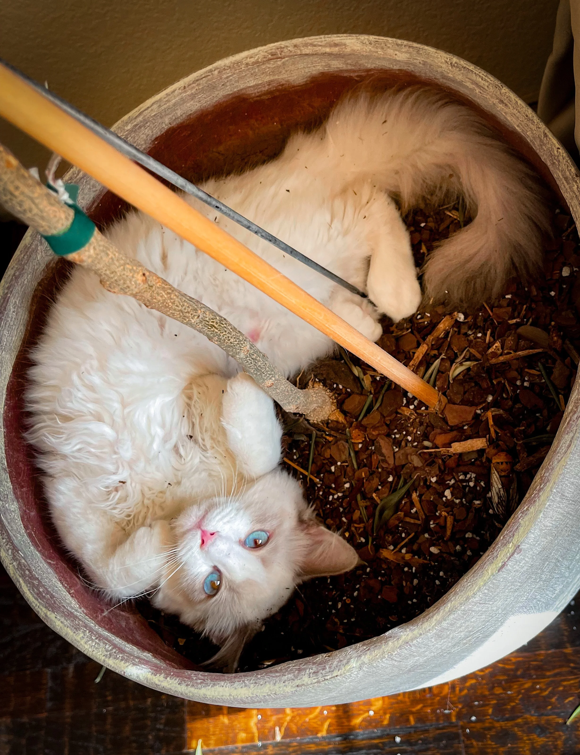 Olive napping in the planter