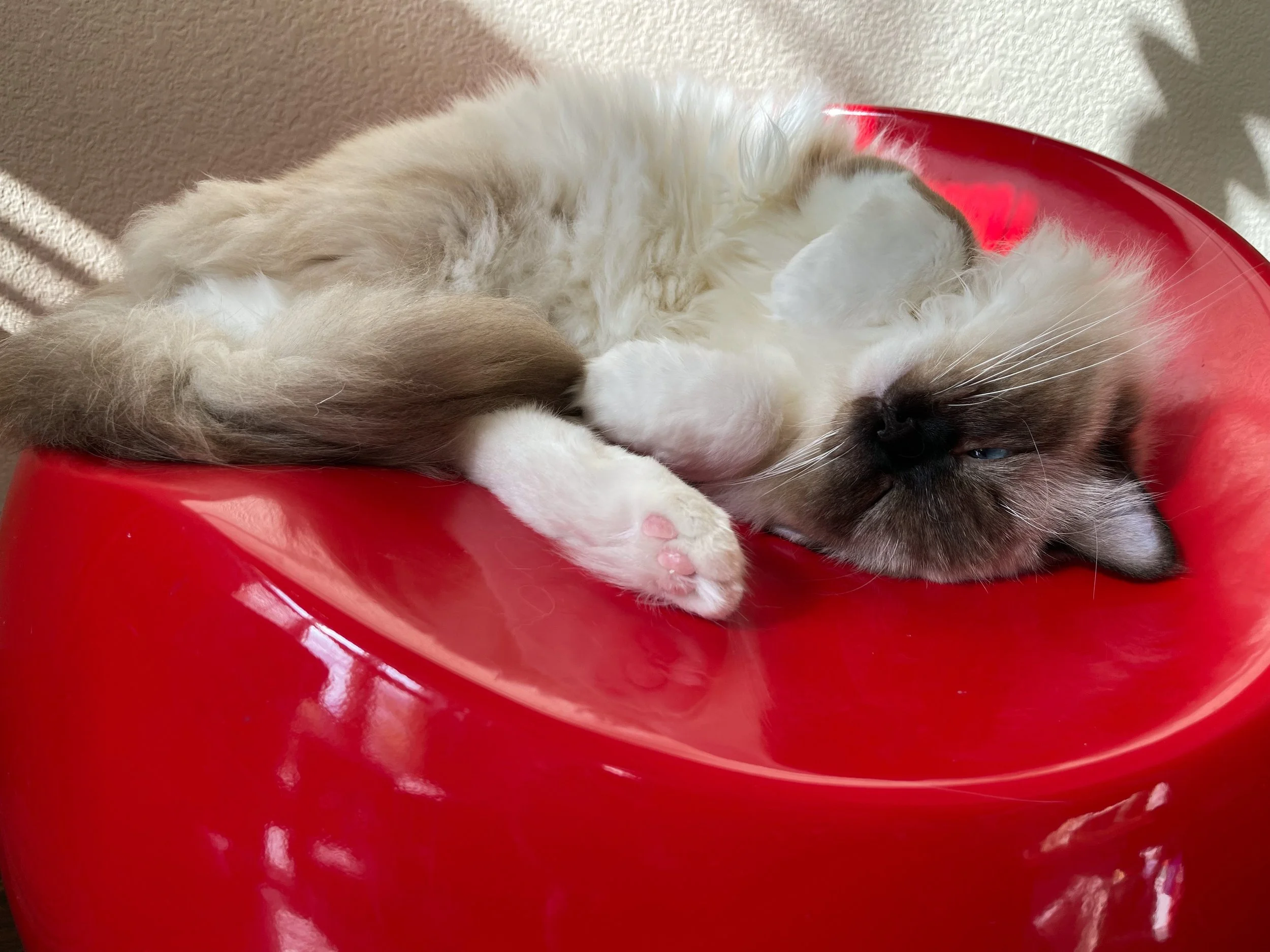 Lucy napping upside down