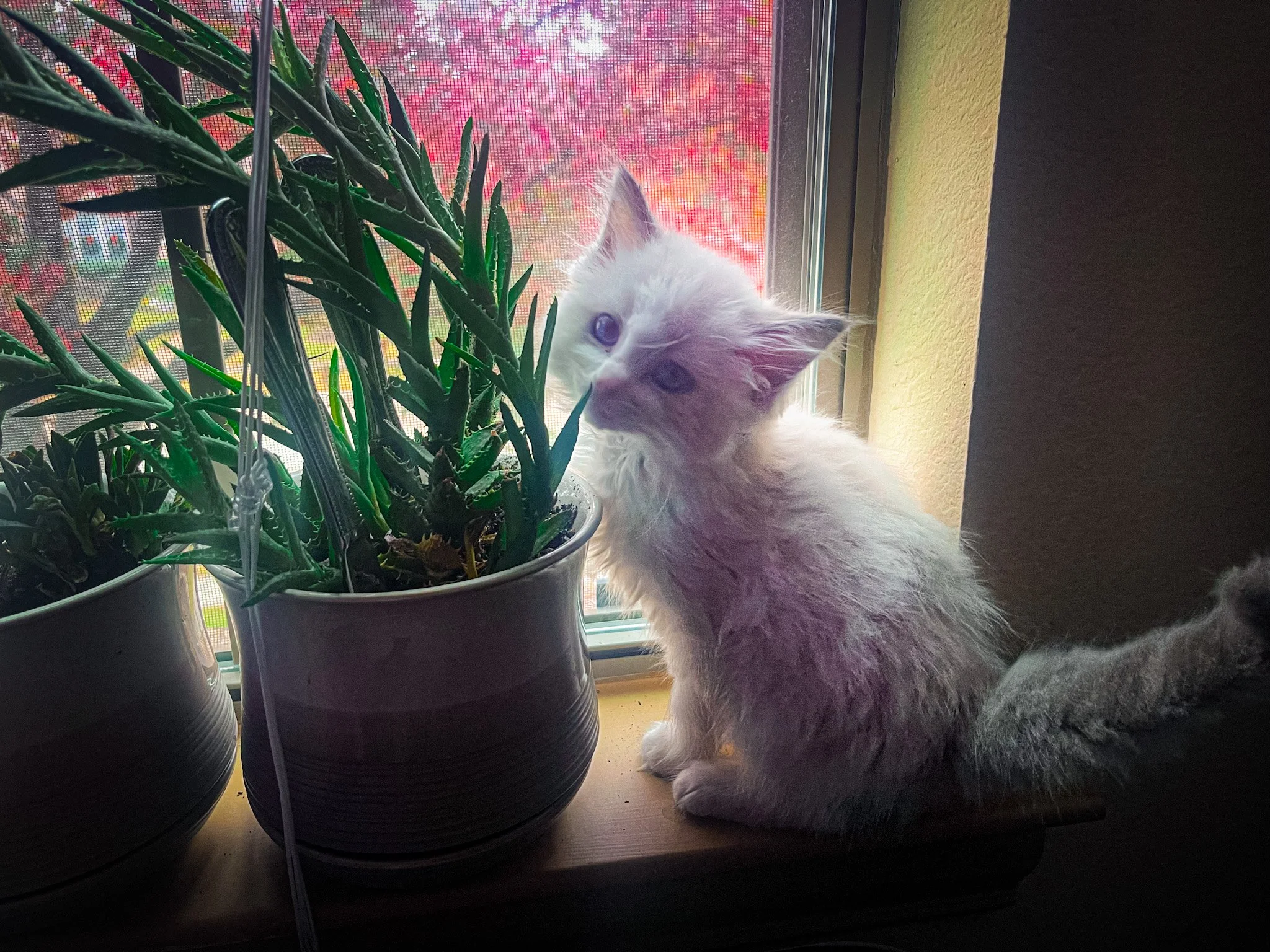 Olive when she was a kitten