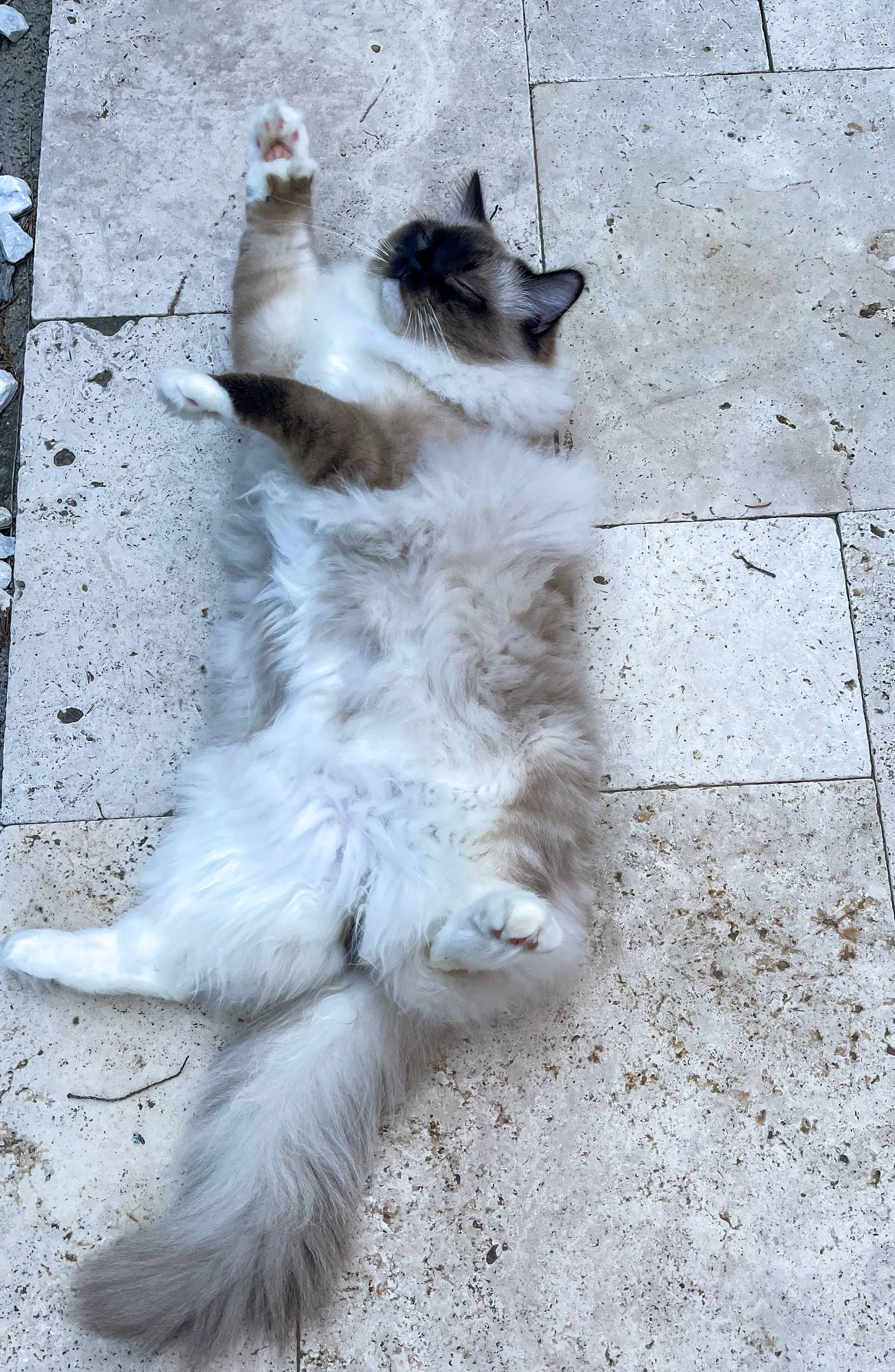 Scout enjoying some time outside