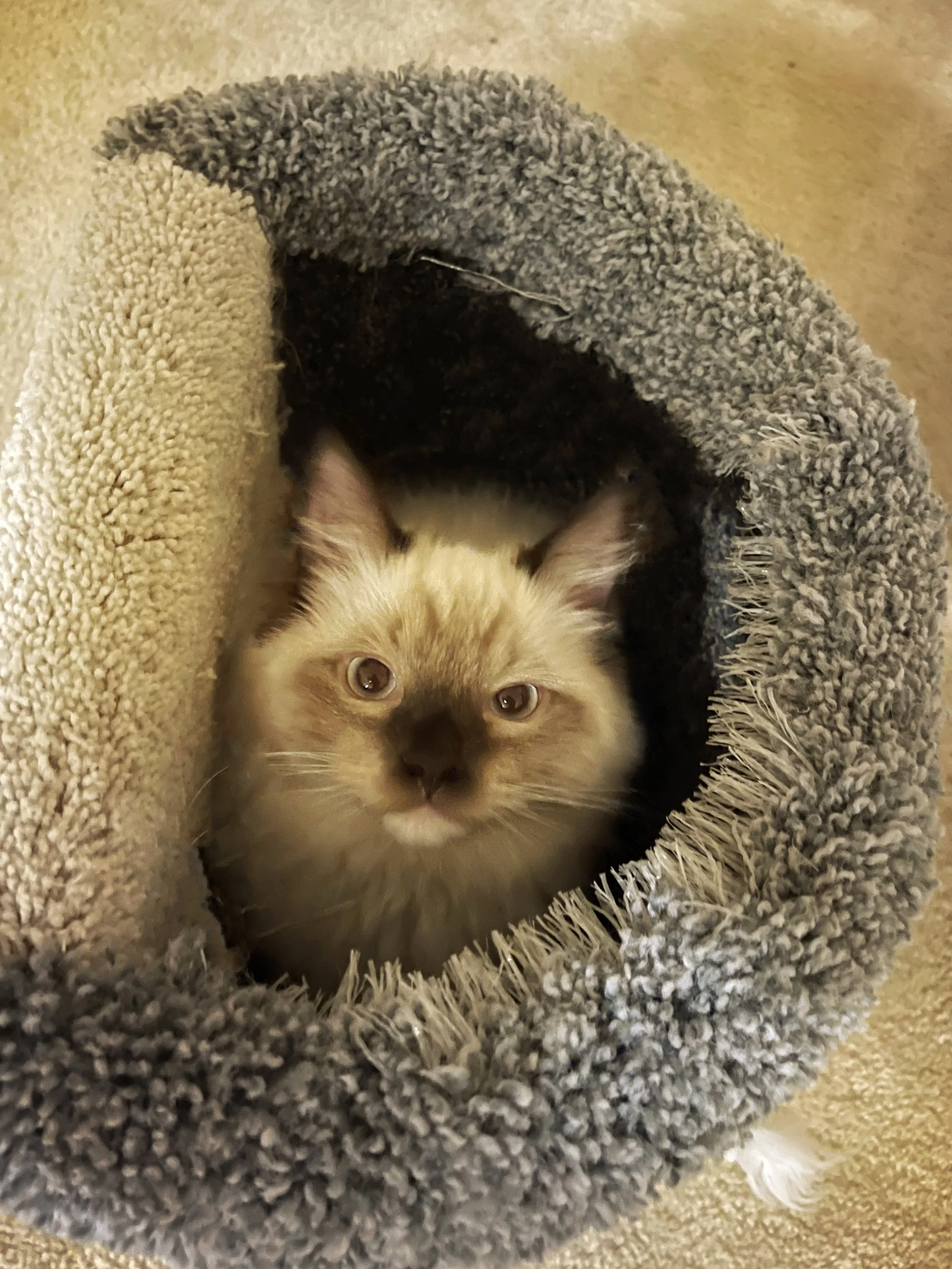 Scout as a kitten playing