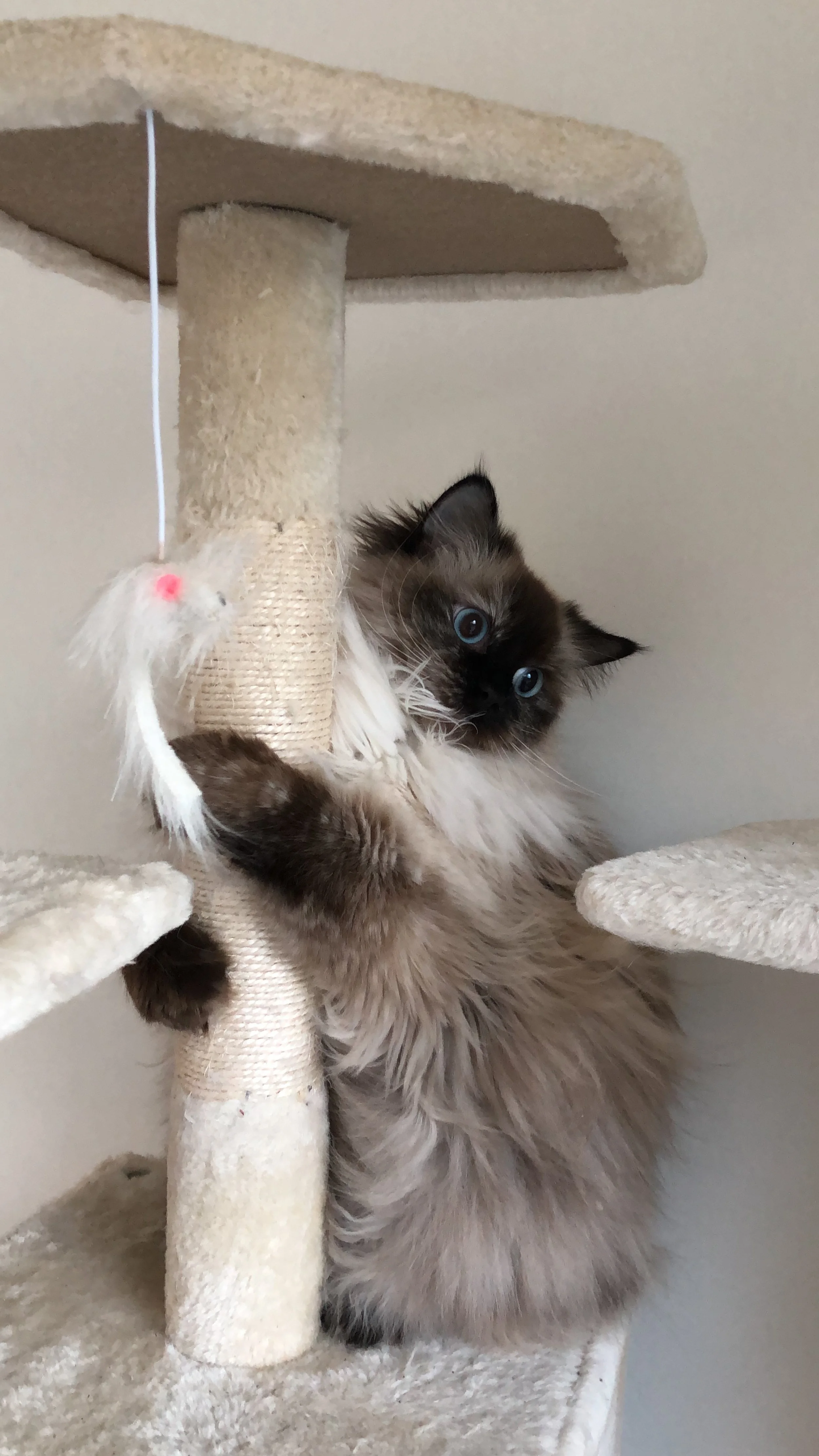 Ramona and her scratching post