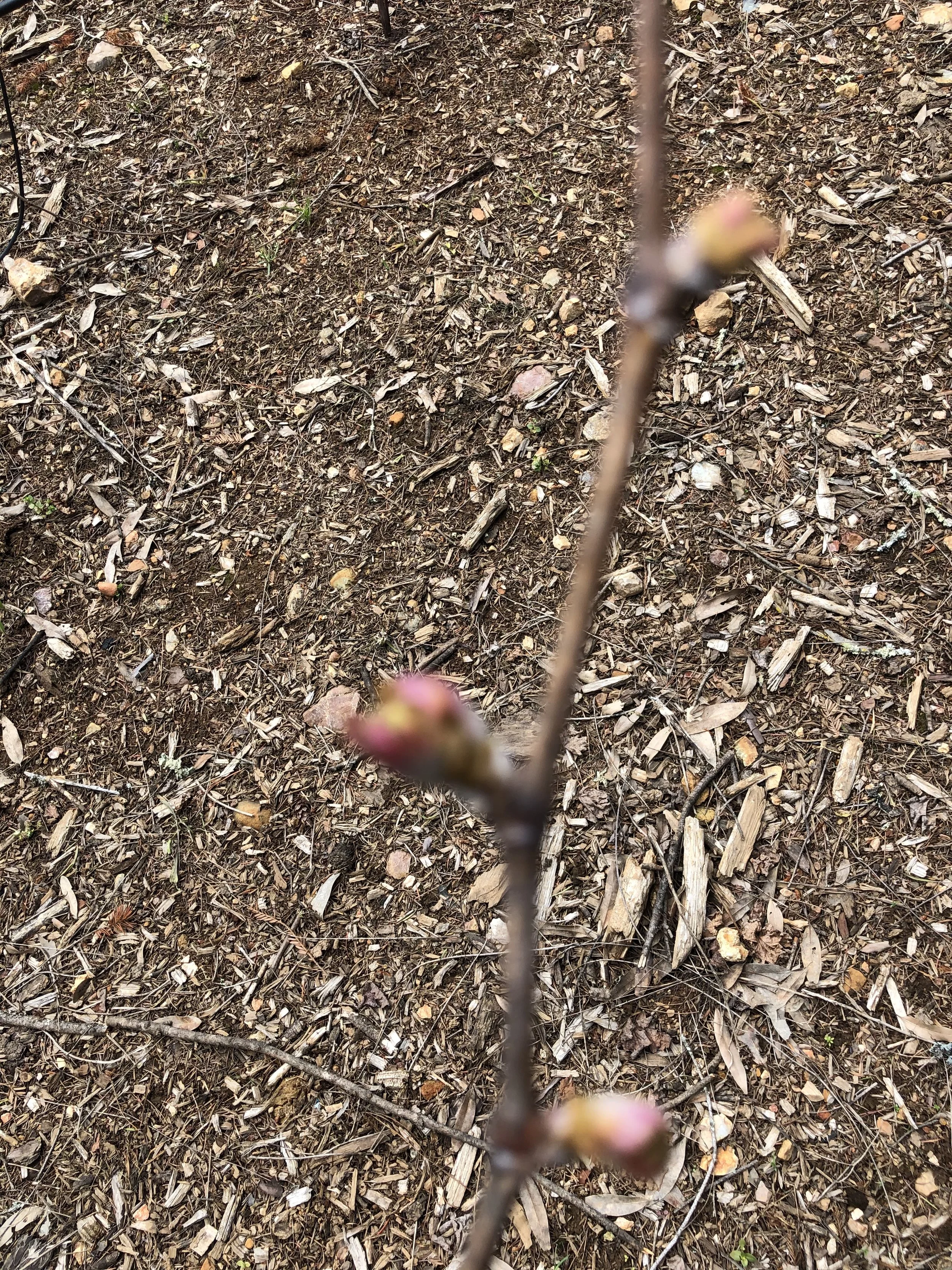 Close-up of a budding branch with pink flowers on a brown, leaf-strewn ground.