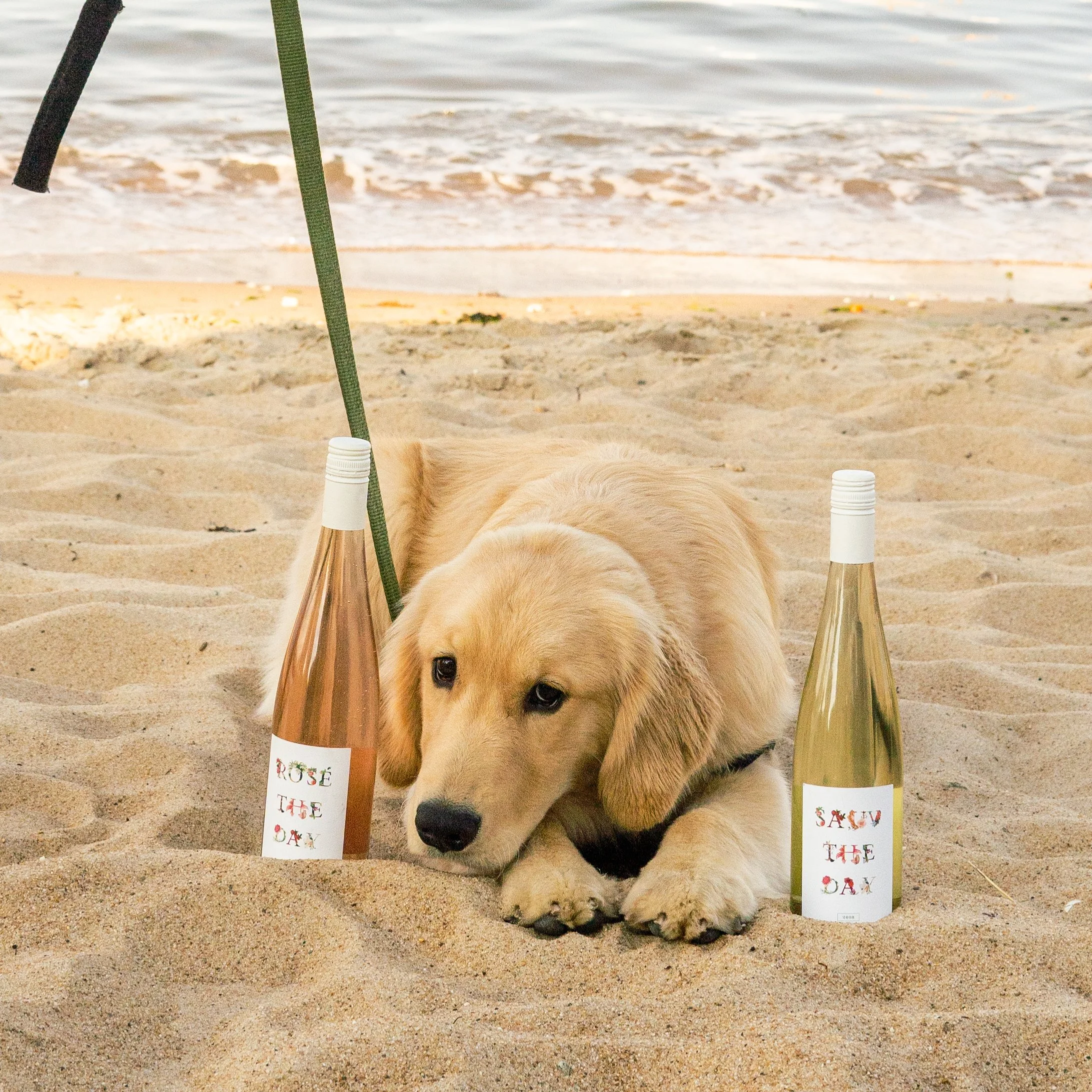 A dog lying on the sandy beach with three bottles and signs reading 'Save the Day,' 'Rose,' and others laid around it.