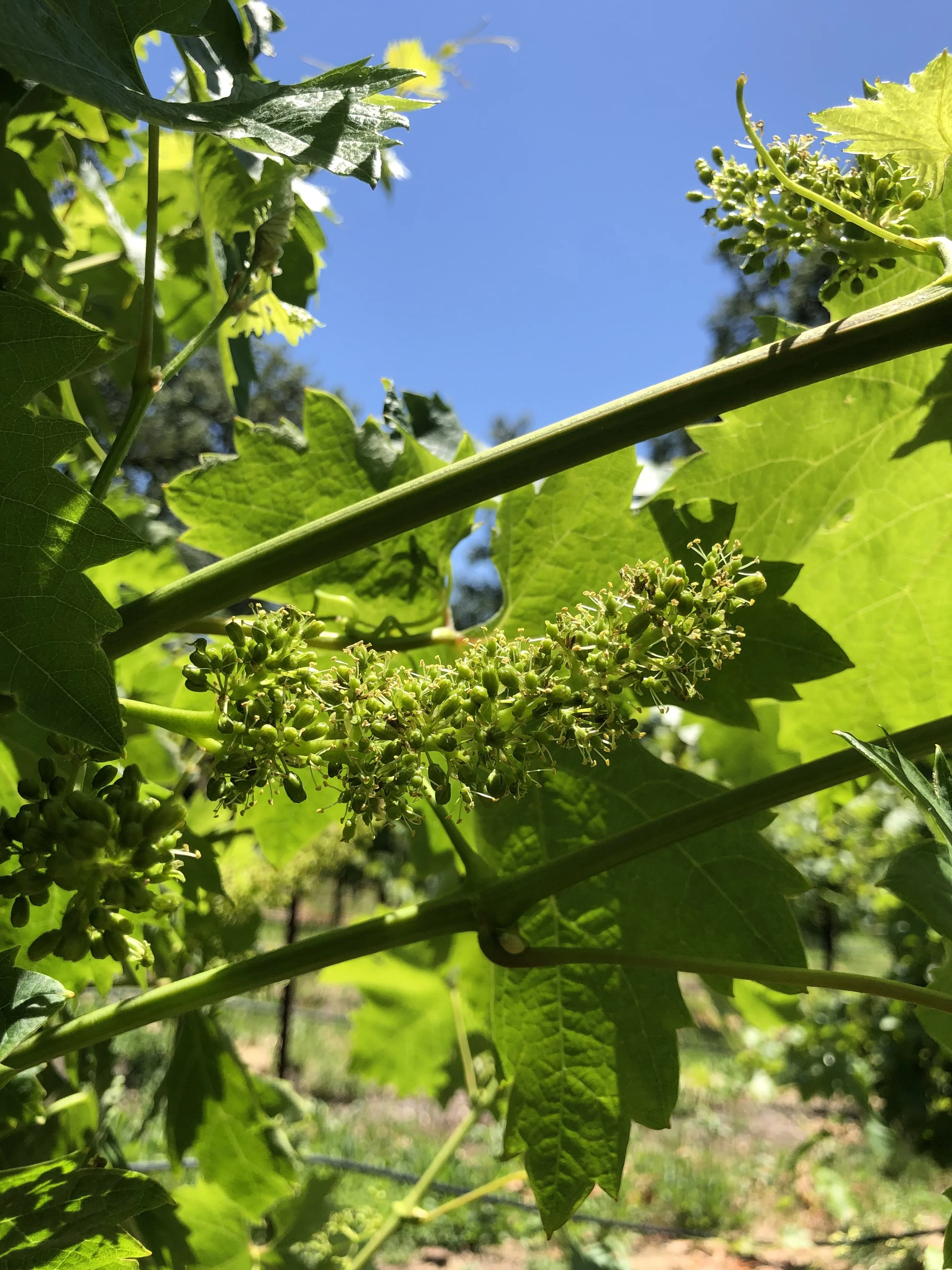 Close-up of grapevine leaves and small grape clusters under a bright blue sky.
